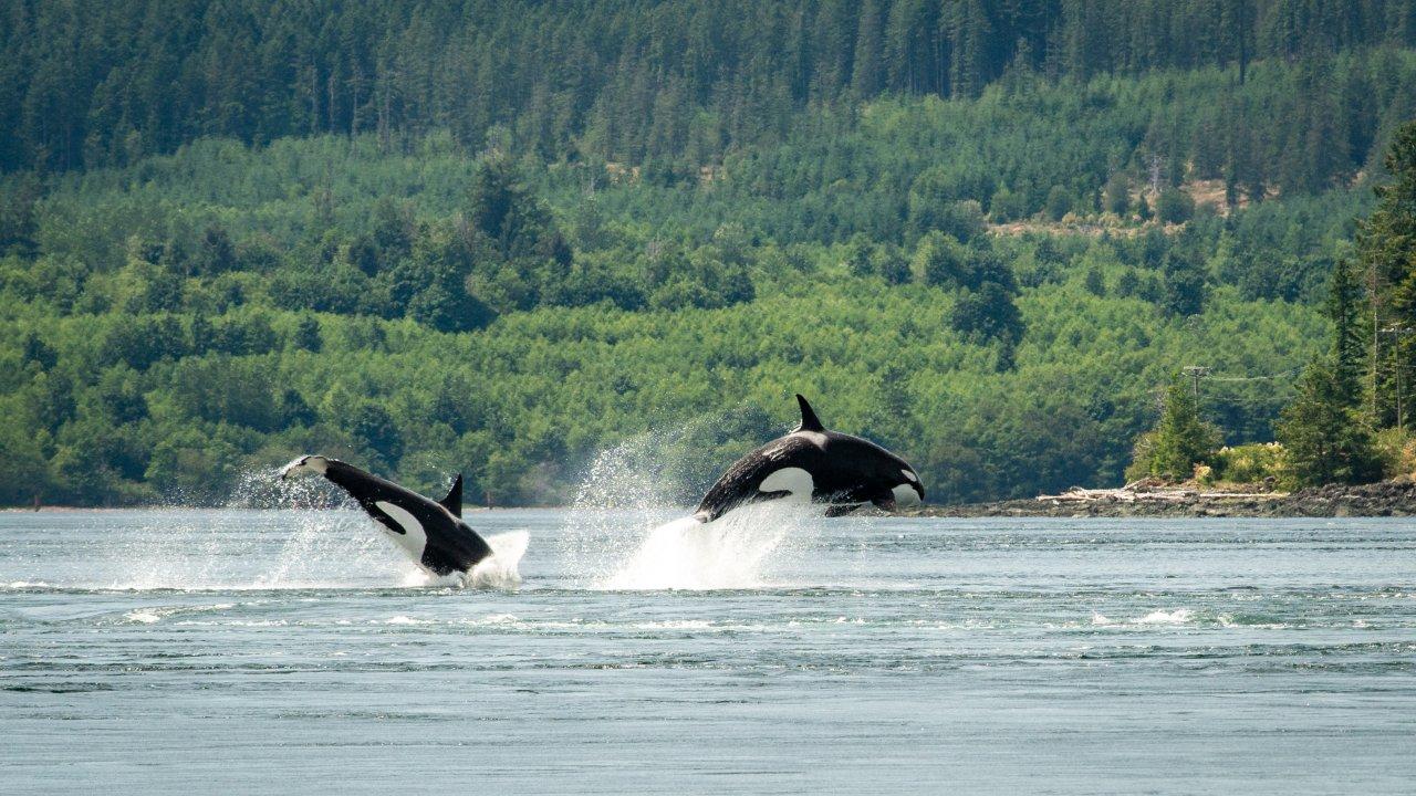 Comox: 4 Hour Whale and Wildlife Watching Tour – Desolation Sound, Canada