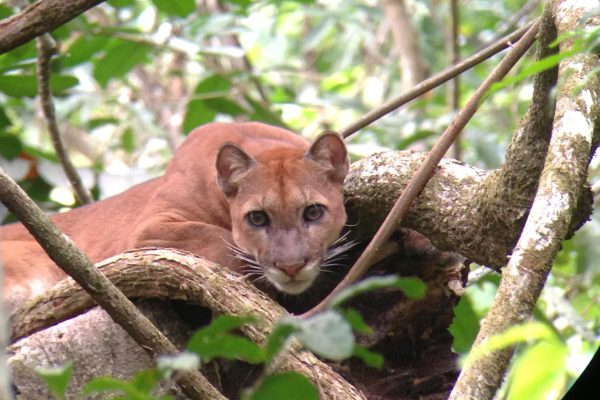 Corcovado National Park: Adventure Tour Overnight – 2 Days – Puntarenas, Costa Rica