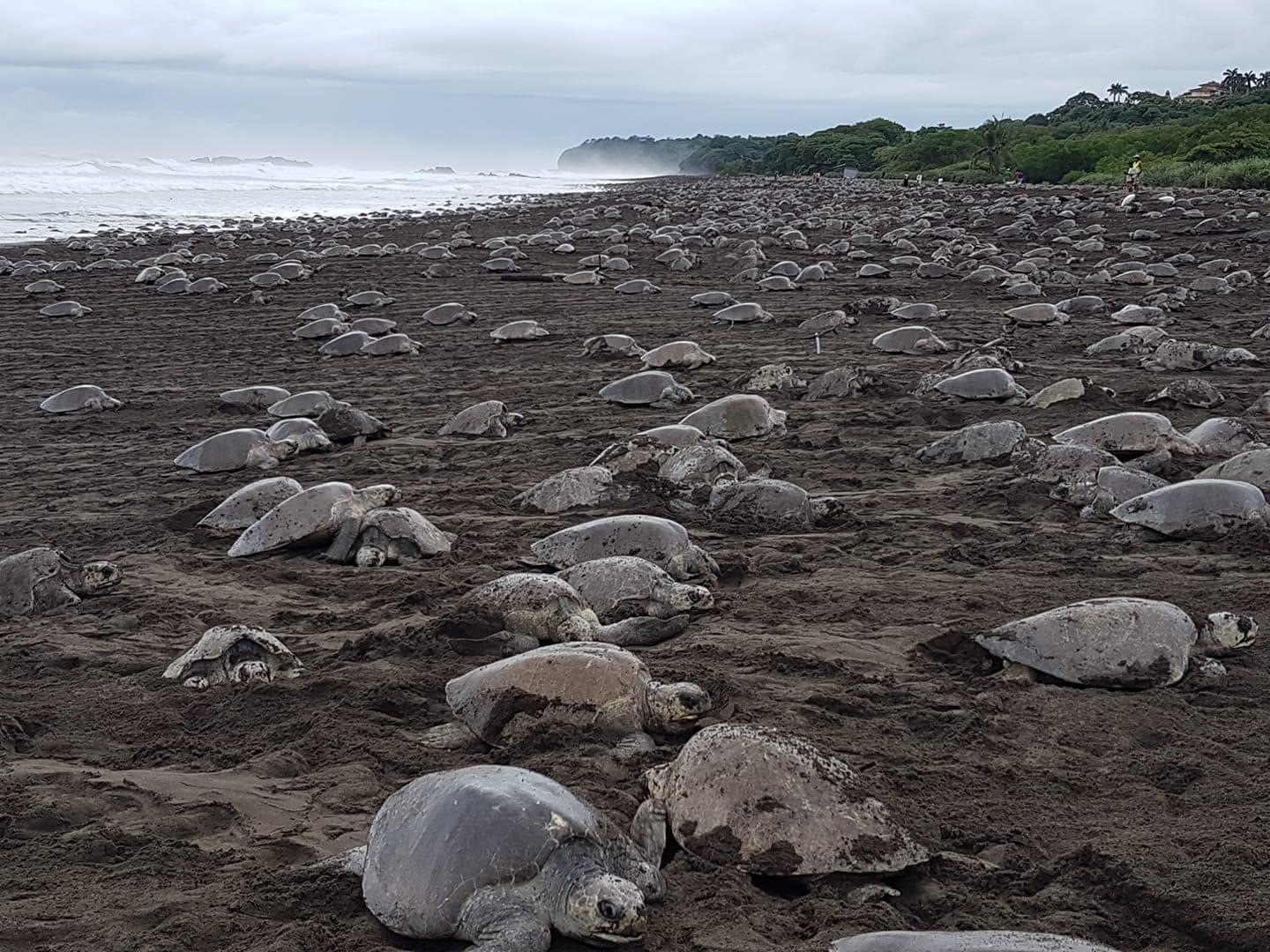 Costa Rica: Hundreds of thousands Olive Ridley Sea Turtles – Santa Cruz, Costa Rica