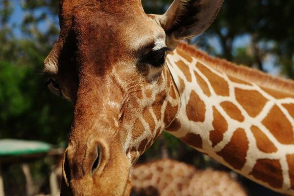 Costa Rica: Ponderosa Adventure Park Premium Teekisia – Ponderosa Adventure Park, Costa Rica