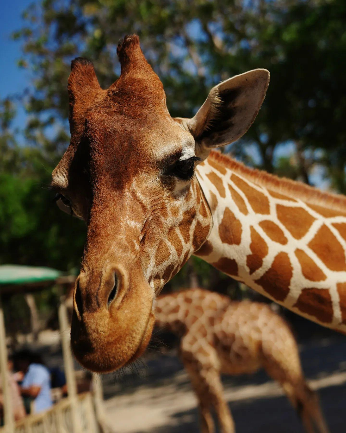 Costa Rica: Ponderosa Adventure Park Premium Teekisia – Ponderosa Adventure Park, Costa Rica