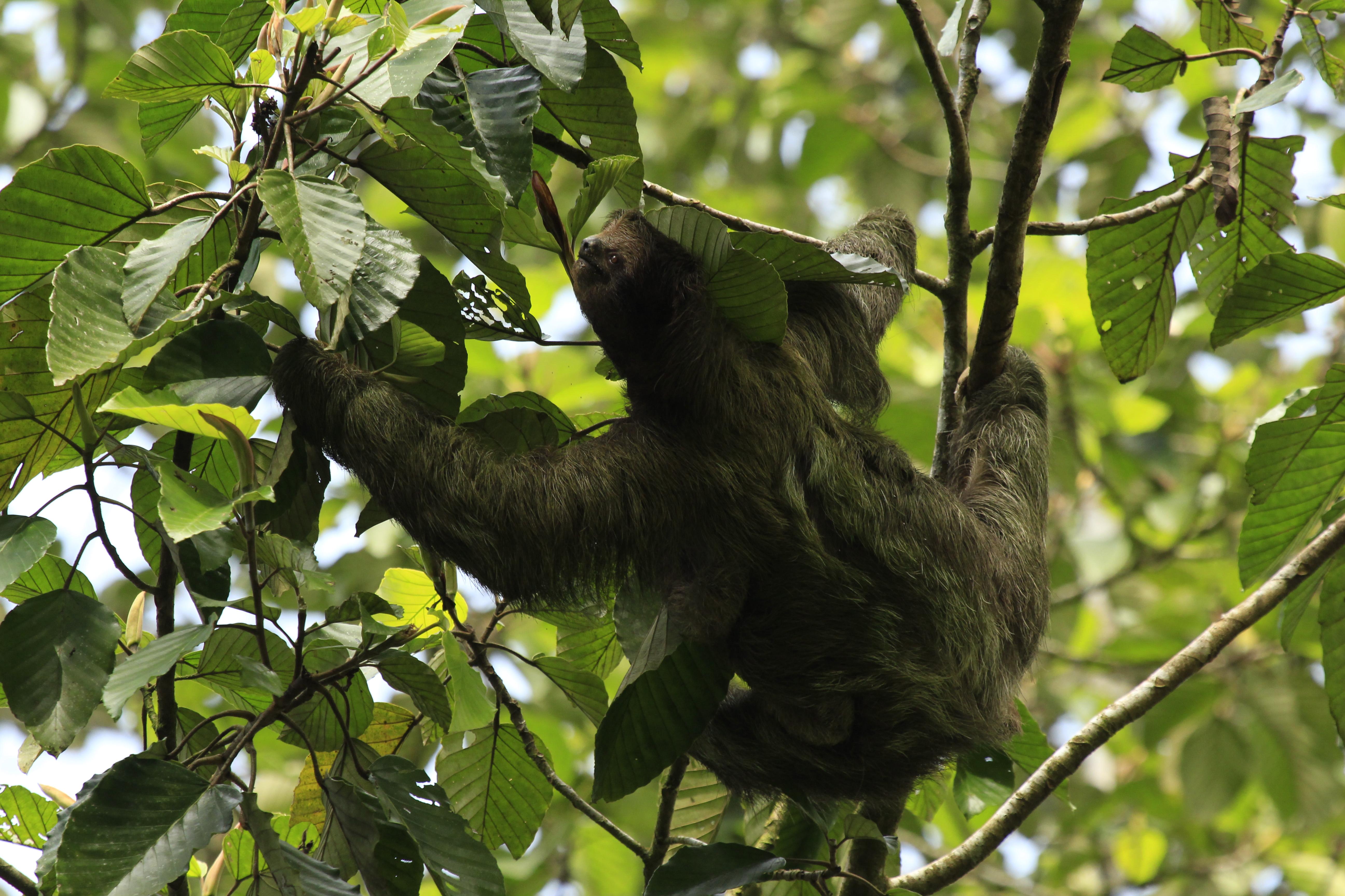 Costa Rica: Sloth tour and Coffee, Chocolate, and Sugarcane – La Fortuna, Costa Rica