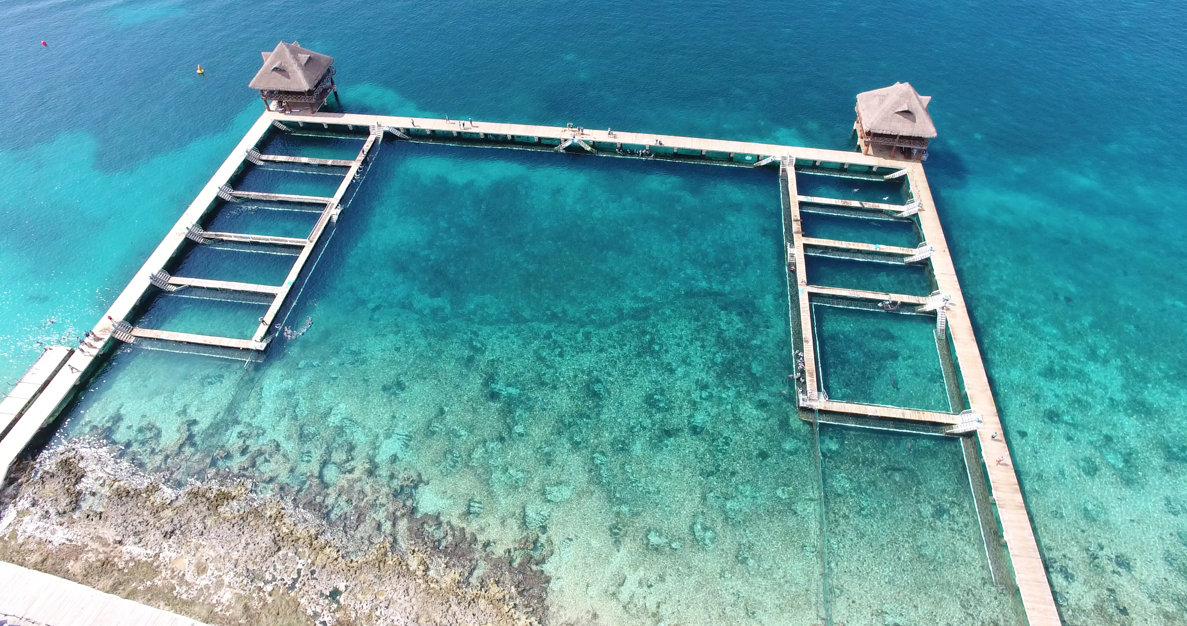 Cozumel: Dolphin Royal Swim and Manatee Interaction – Cozumel, Mexico