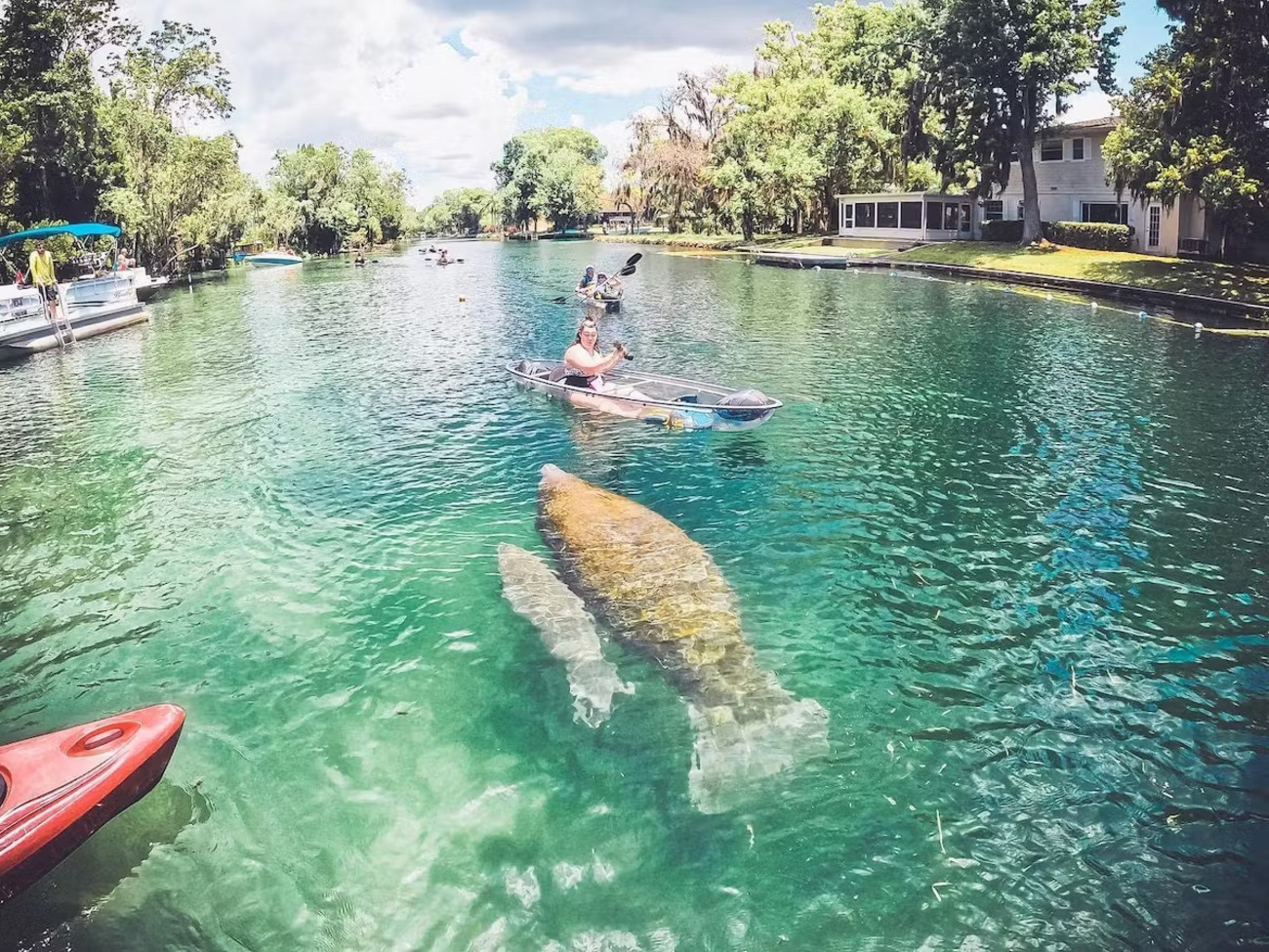 Crystal River: Three Sisters Springs Eco Tour by Clear Kayak – Crystal River, Florida