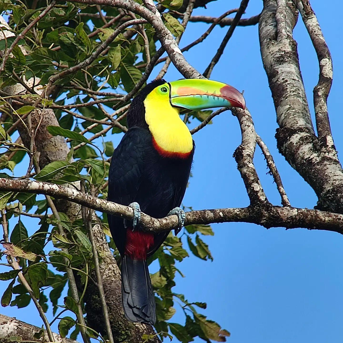 Curicancha Reserve Birdwatching Tour – Monteverde, Costa Rica