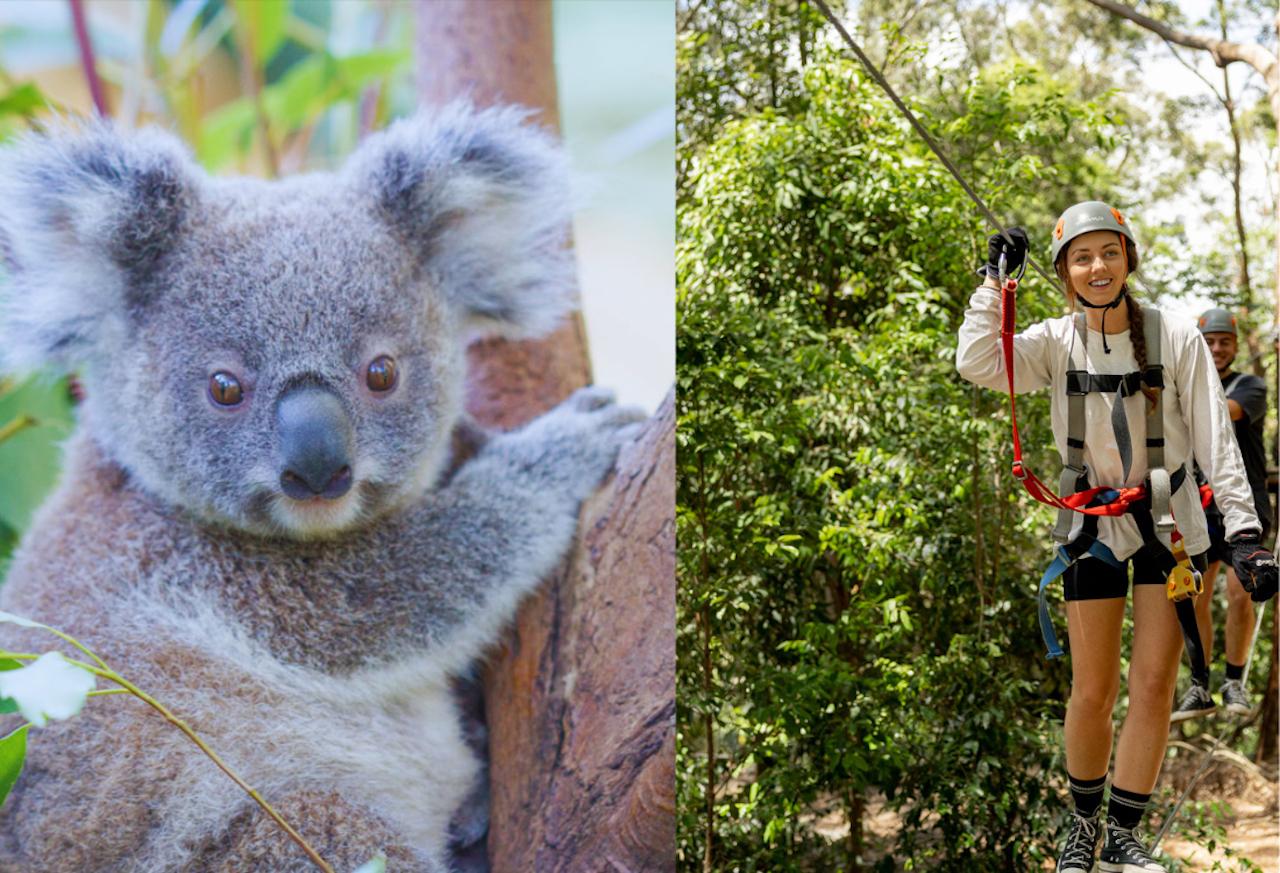 Currumbin Wildlife Sanctuary & TreeTop Challenge Combo – Gold Coast, Australia