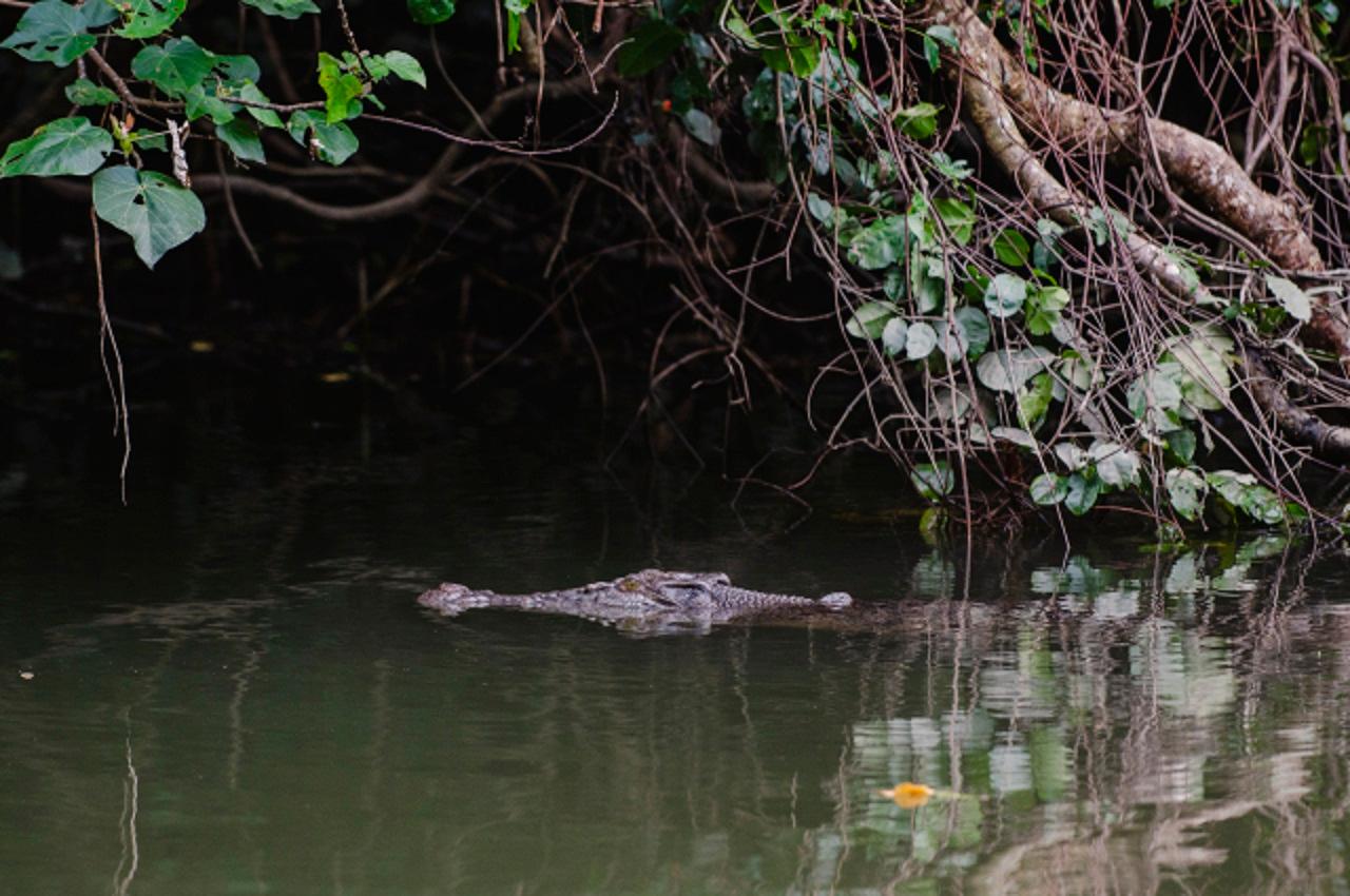Daintree: Guided Daintree River Wildlife Cruise – Cape Tribulation, Australia
