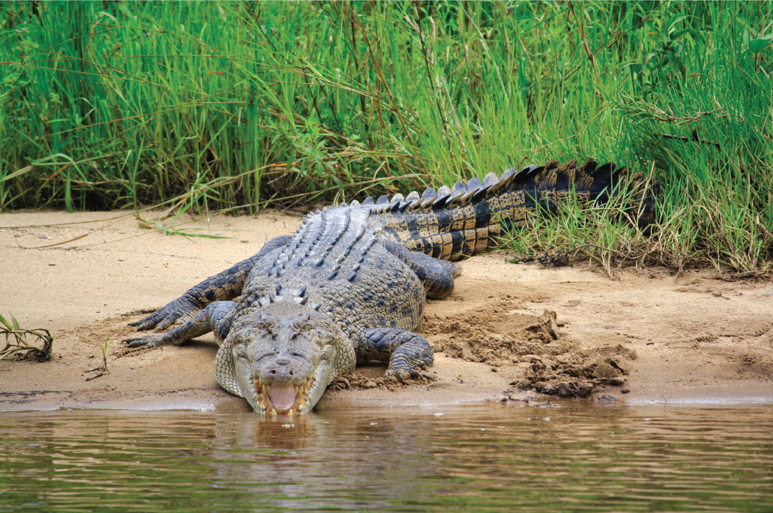 Daintree: River Rainforest Crocodile & Wildlife Cruise (DV) – Cape Tribulation, Australia
