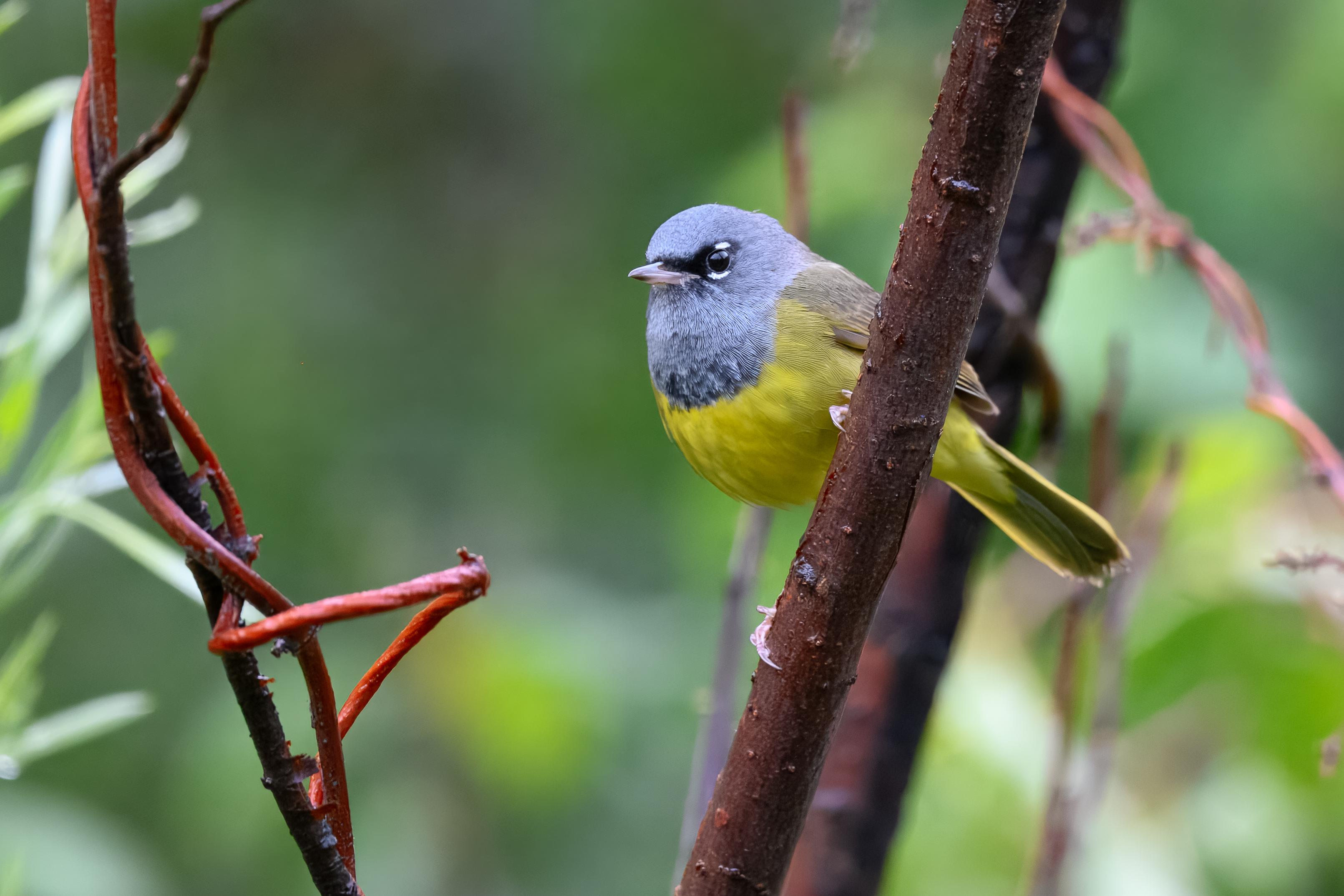 Denver: Birding Basics and Beyond – Denver, Colorado