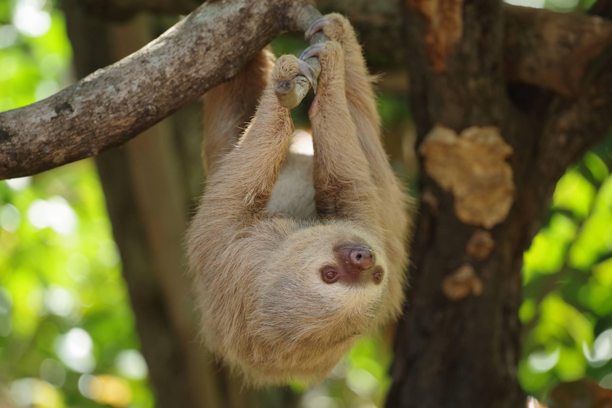 Diamante Eco Adventure Park: Wildlife Sanctuary Pass – Diamante Adventure Park, Costa Rica