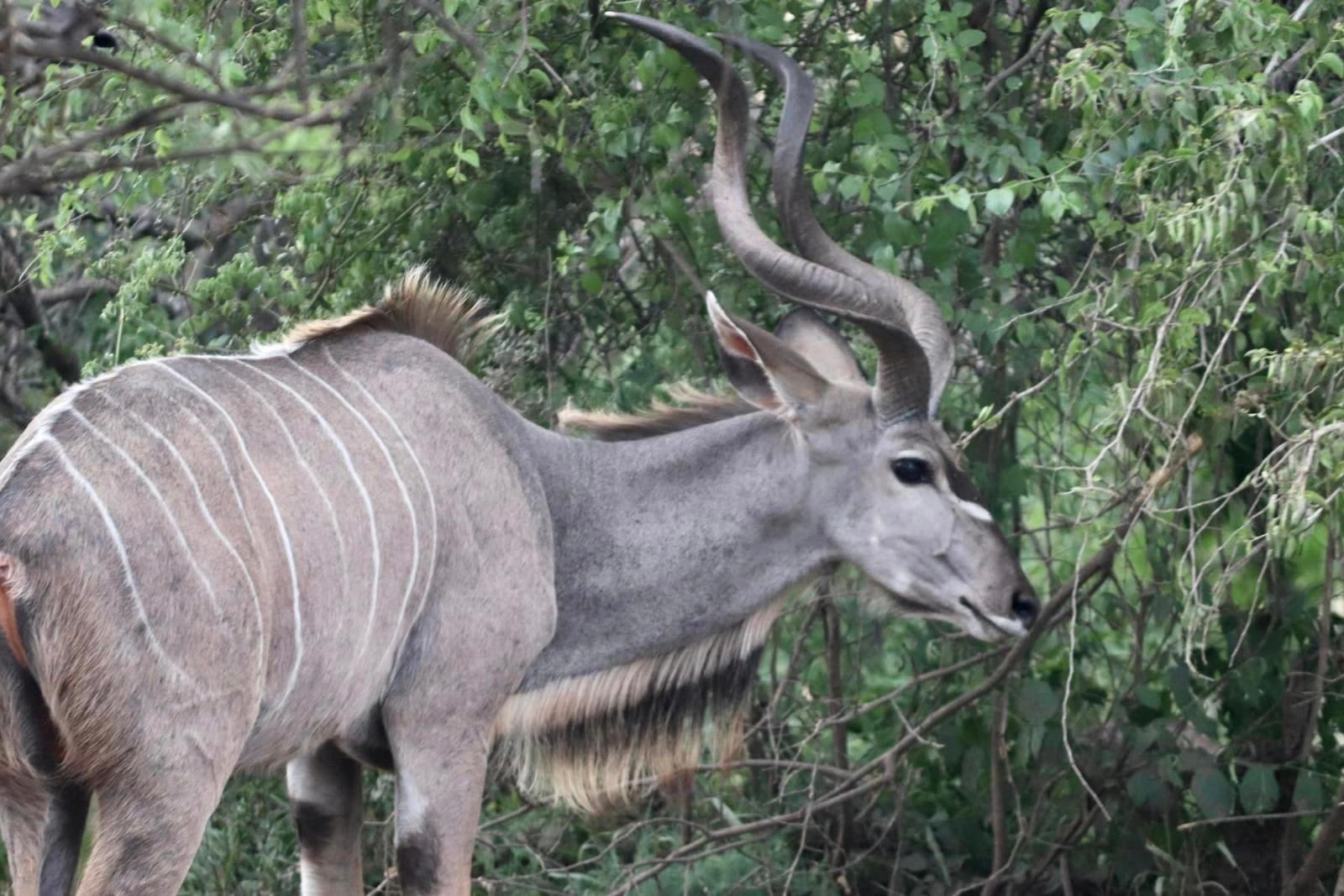 Dinokeng half safari for traveller’s with limited time. – Dinokeng Game Reserve, South Africa