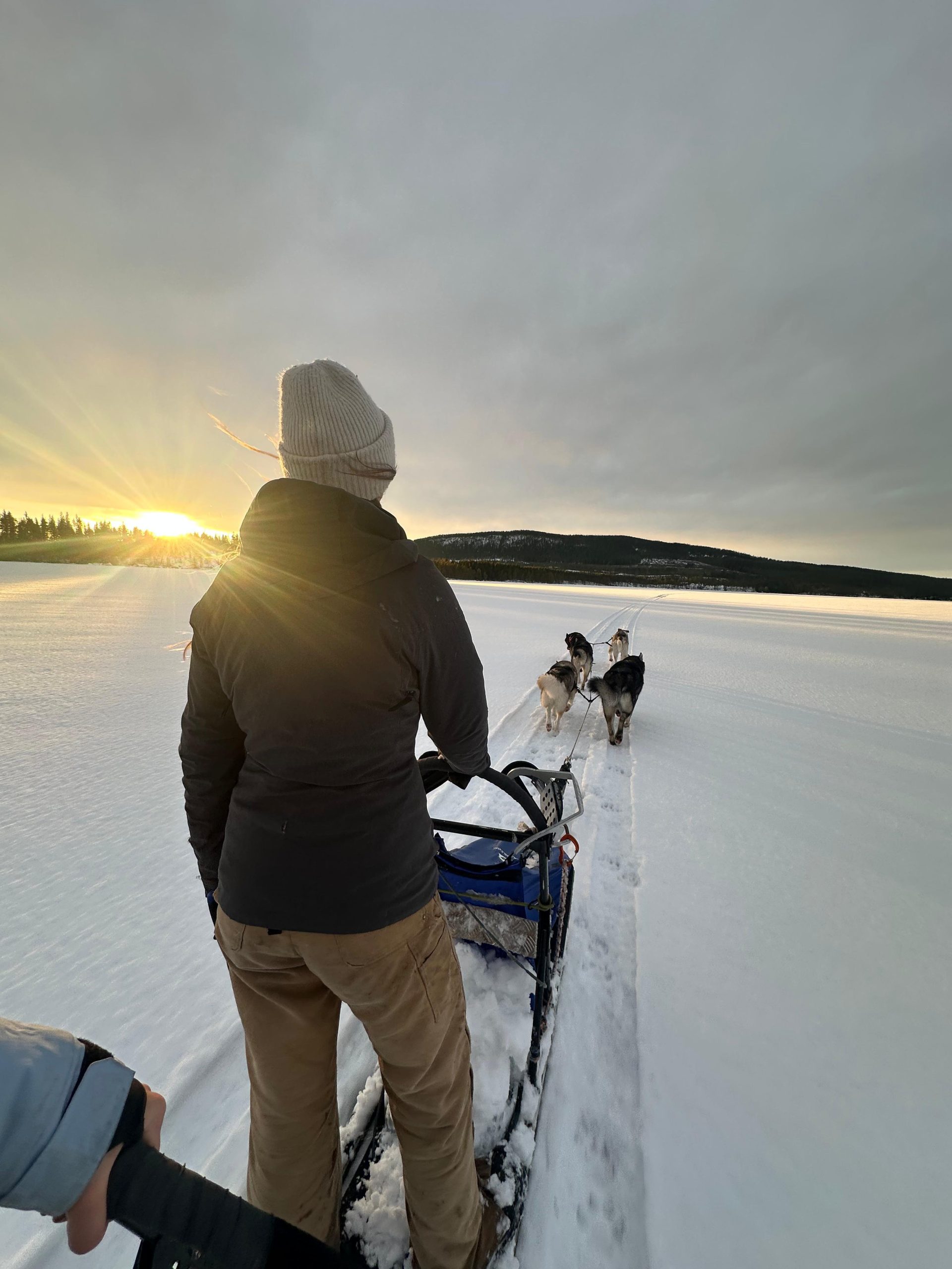 Dog sled tour with overnight stay in central Sweden/Härjedalen – , Sweden