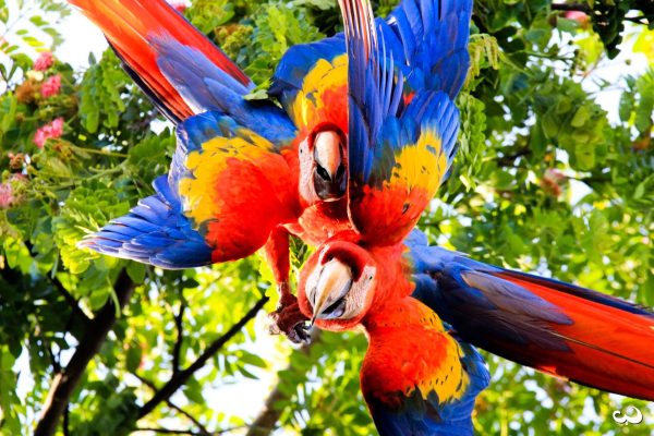 Drake Bay – Bird Watching Tour – Drake Bay, Costa Rica