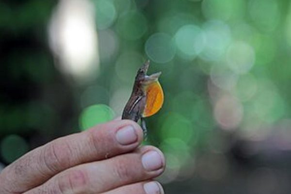 Drake Bay: Corcovado National Park Sirena Station and Lunch – Puntarenas, Costa Rica