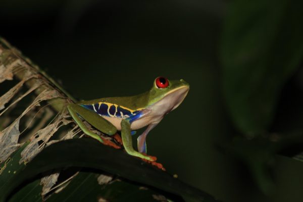Drake Bay – Night Walk Tour – Drake Bay, Costa Rica