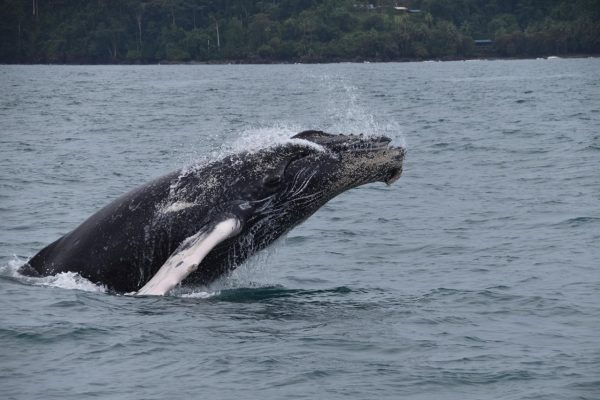 Drake Bay – Whales and Dolphins Watching Tour – Drake Bay, Costa Rica