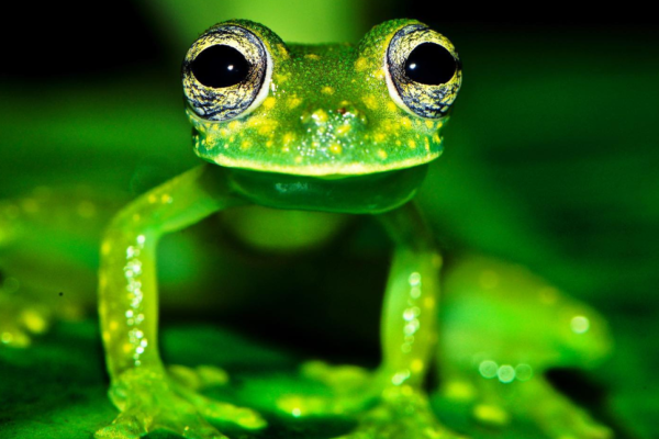 Drake Bay: Wildlife Tour at Night with Naturalist Guide – Drake Bay, Costa Rica