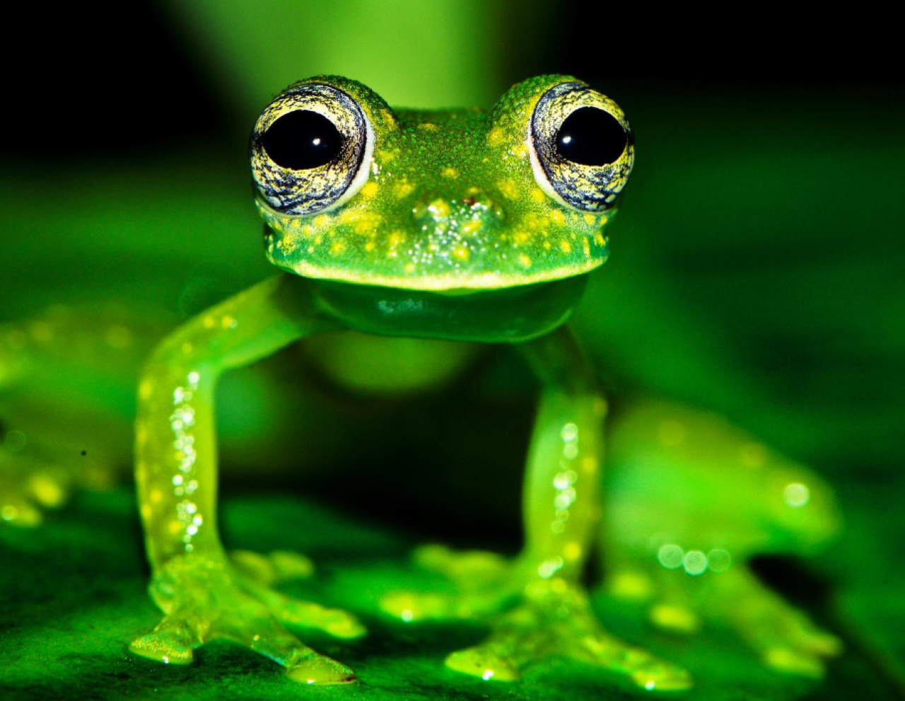 Drake Bay: Wildlife Tour at Night with Naturalist Guide – Drake Bay, Costa Rica