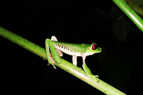 DrakeBay Jungle Night Hike – Drake Bay, Costa Rica