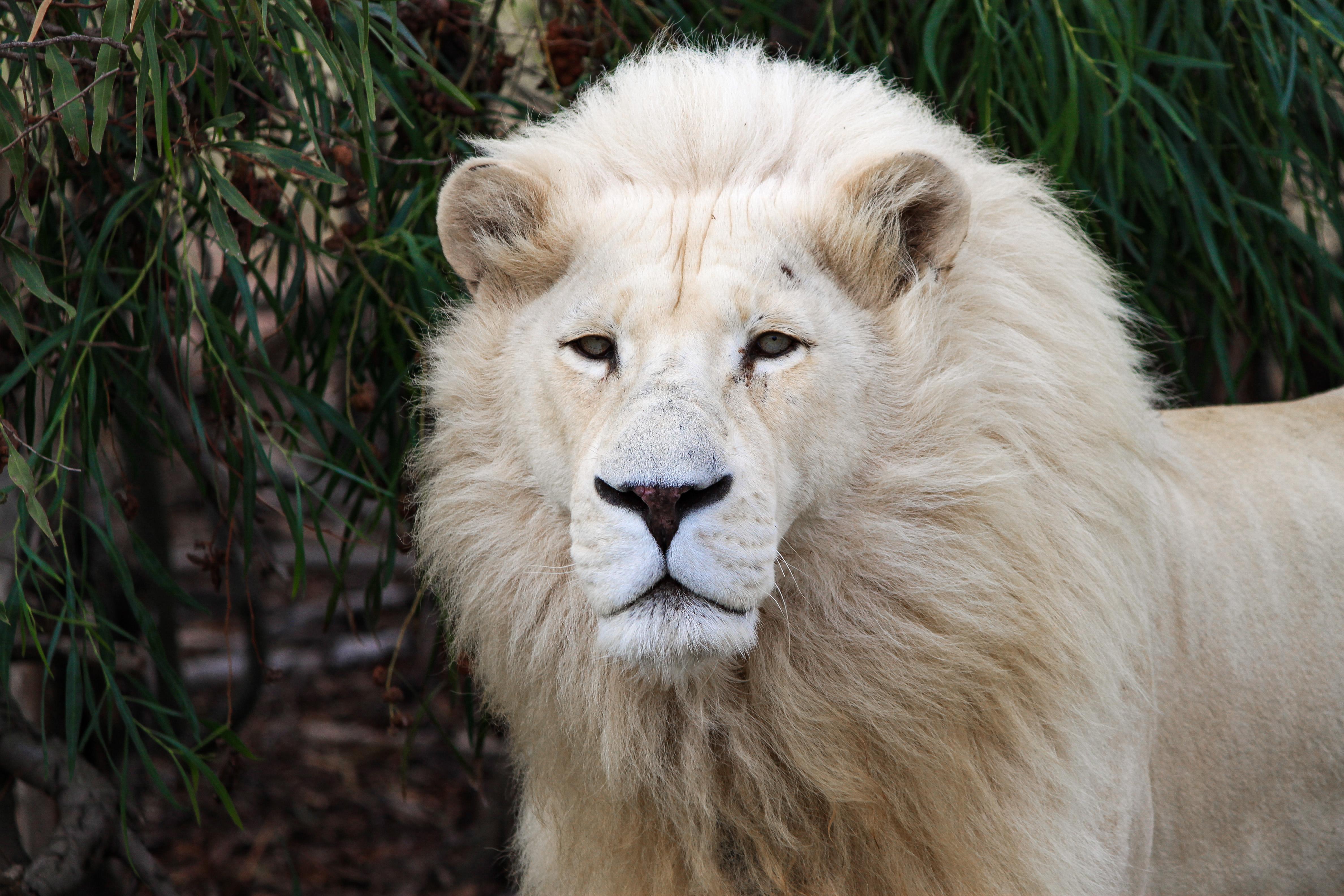 Drakenstein Lion Park Entry Ticket – Drakenstein Municipality, South Africa