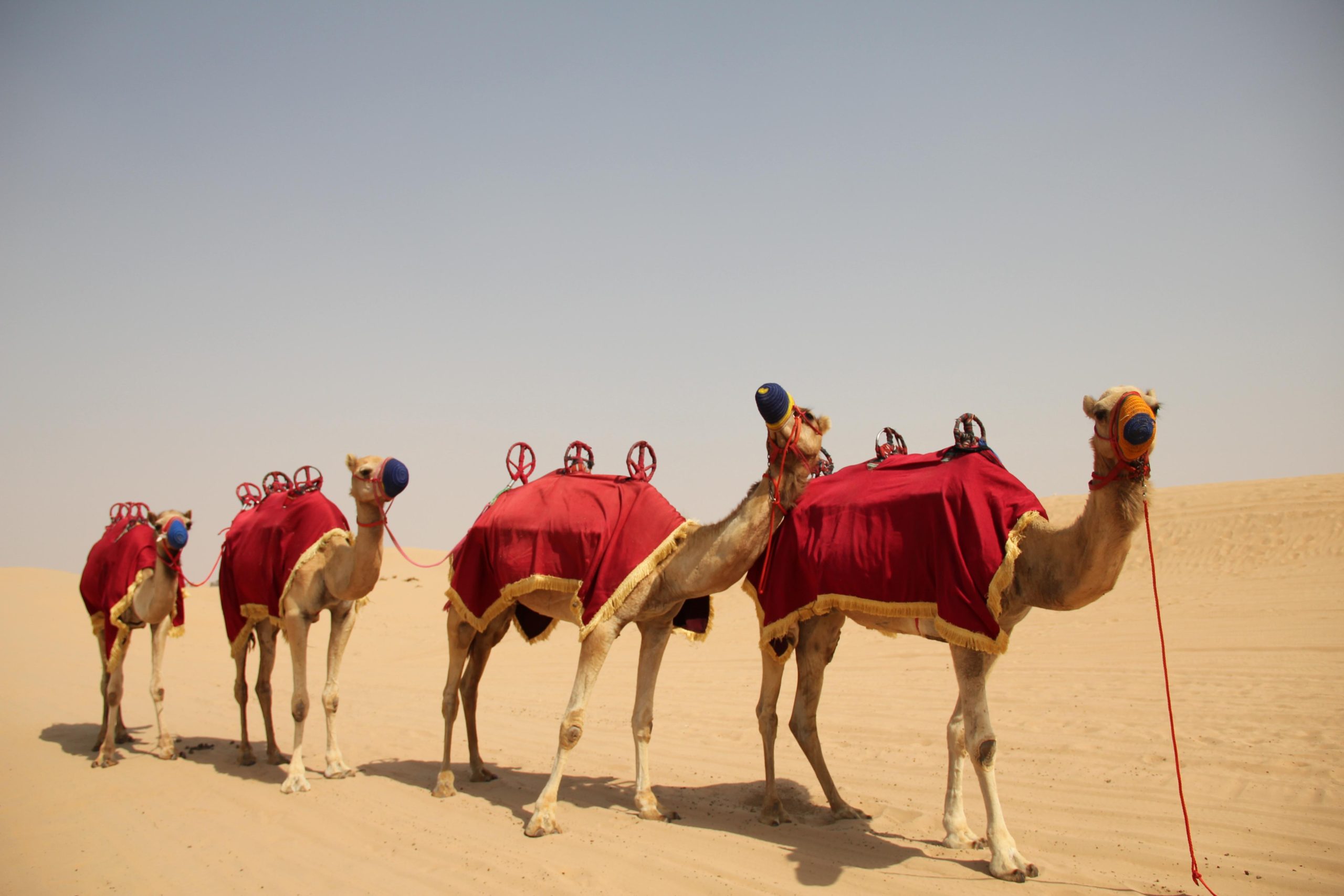 Dubai: Bedouin Camp, Dune Safari, Falcon Show & BBQ Dinner – Dubai, United Arab Emirates