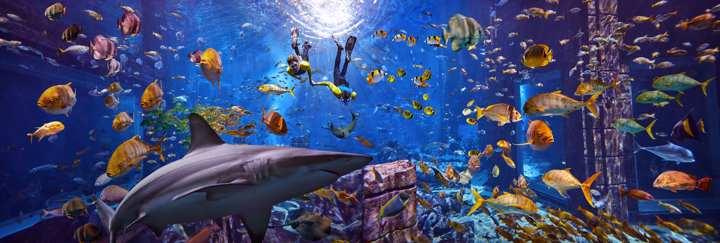 Dubai: Lost World Aquarium Snorkeling Experience – Dubai, United Arab Emirates