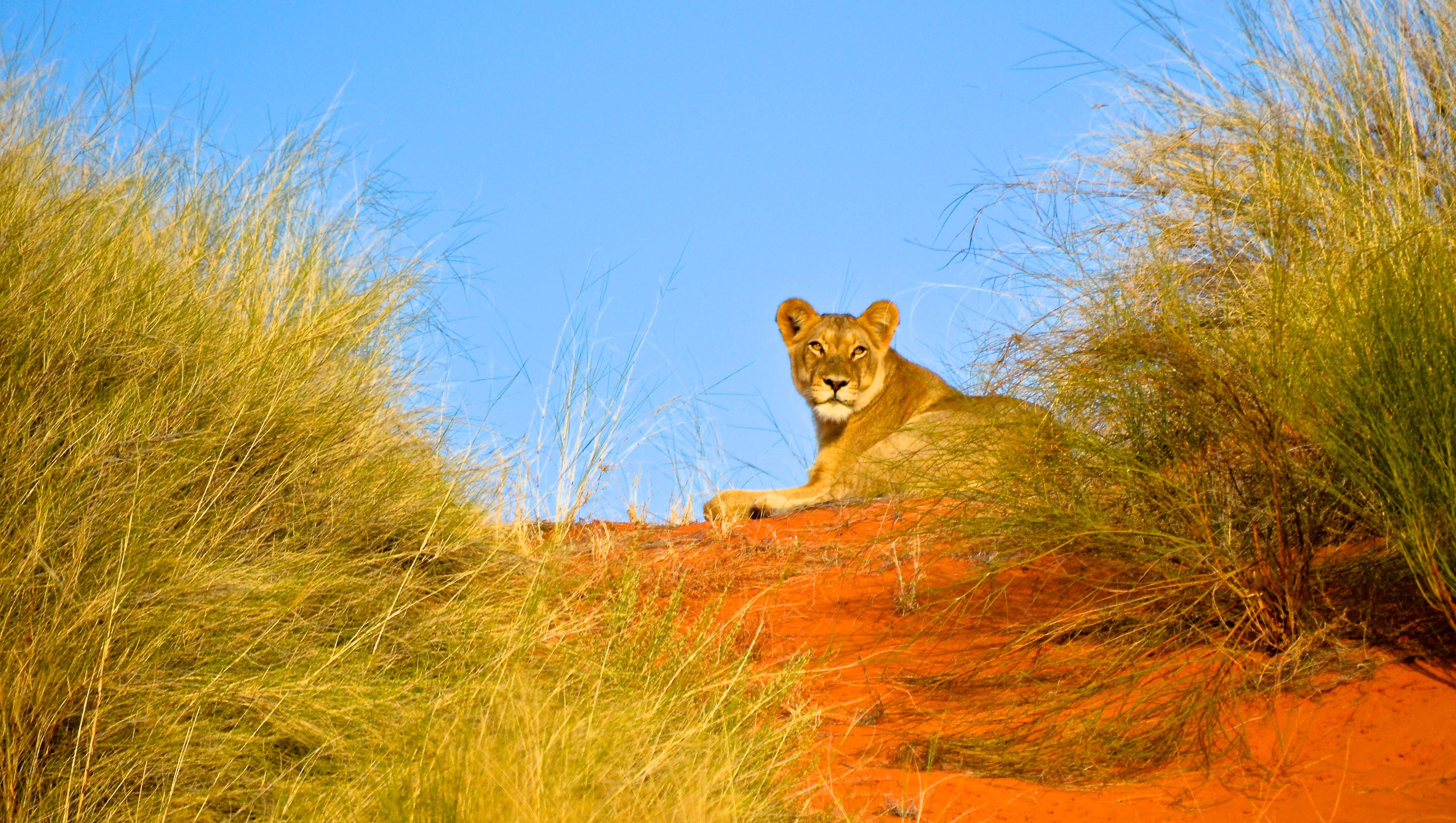 Durban: Hluhluwe Imfolozi Safari & iSimangaliso Tour – The Big 5 Hlabisa Municipality, South Africa