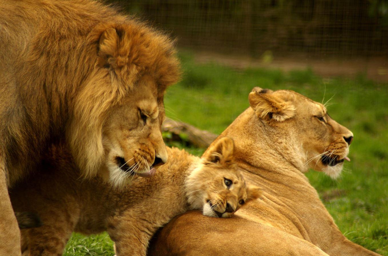 Durban: Tala Game Reserve, Natal Park, and Phezulu Park – Tala Collection Game Reserve, South Africa