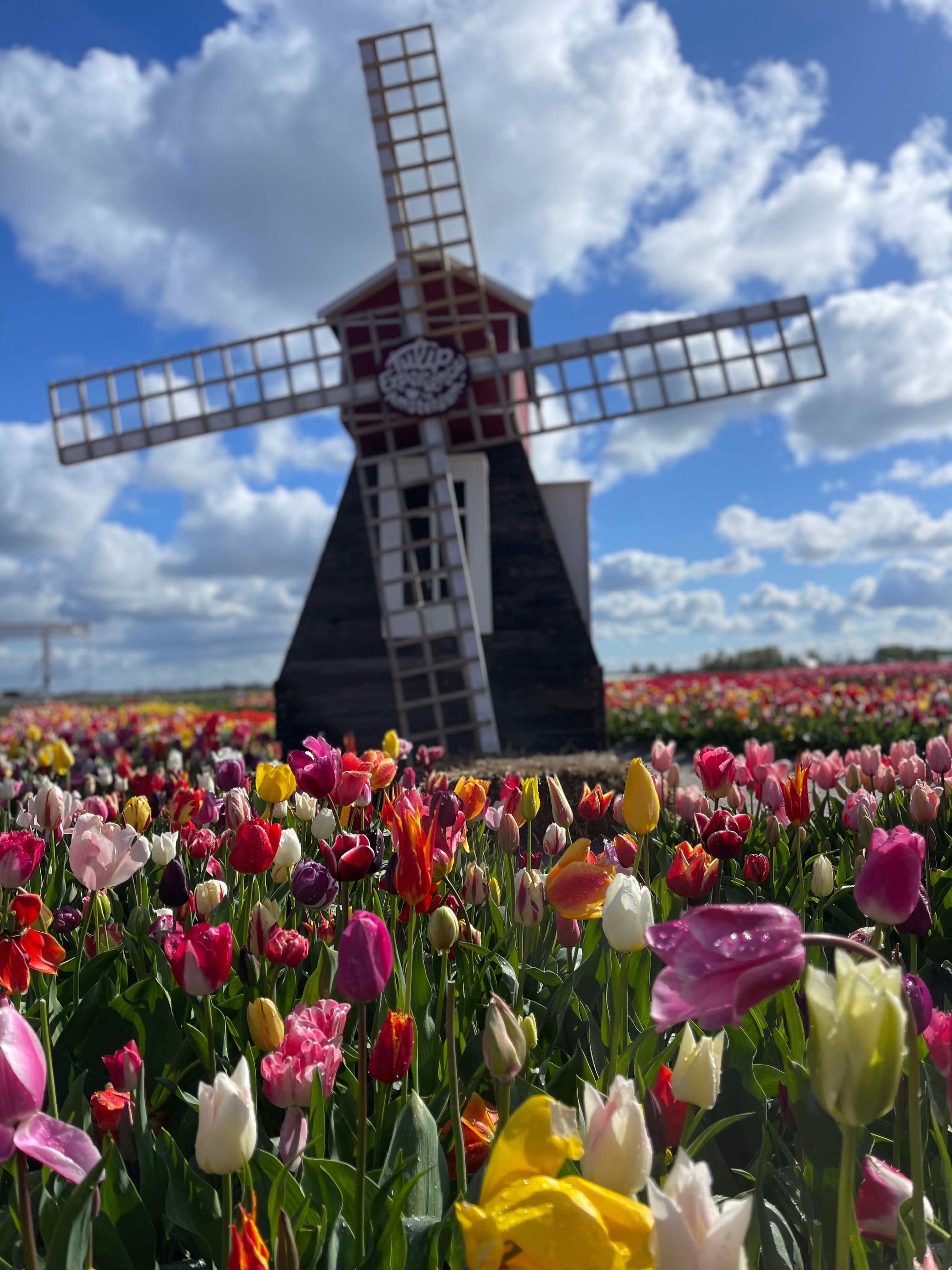 Dutch Countryside: , windmills, Villages, Cheese & Clogs – Zaandam, Netherlands