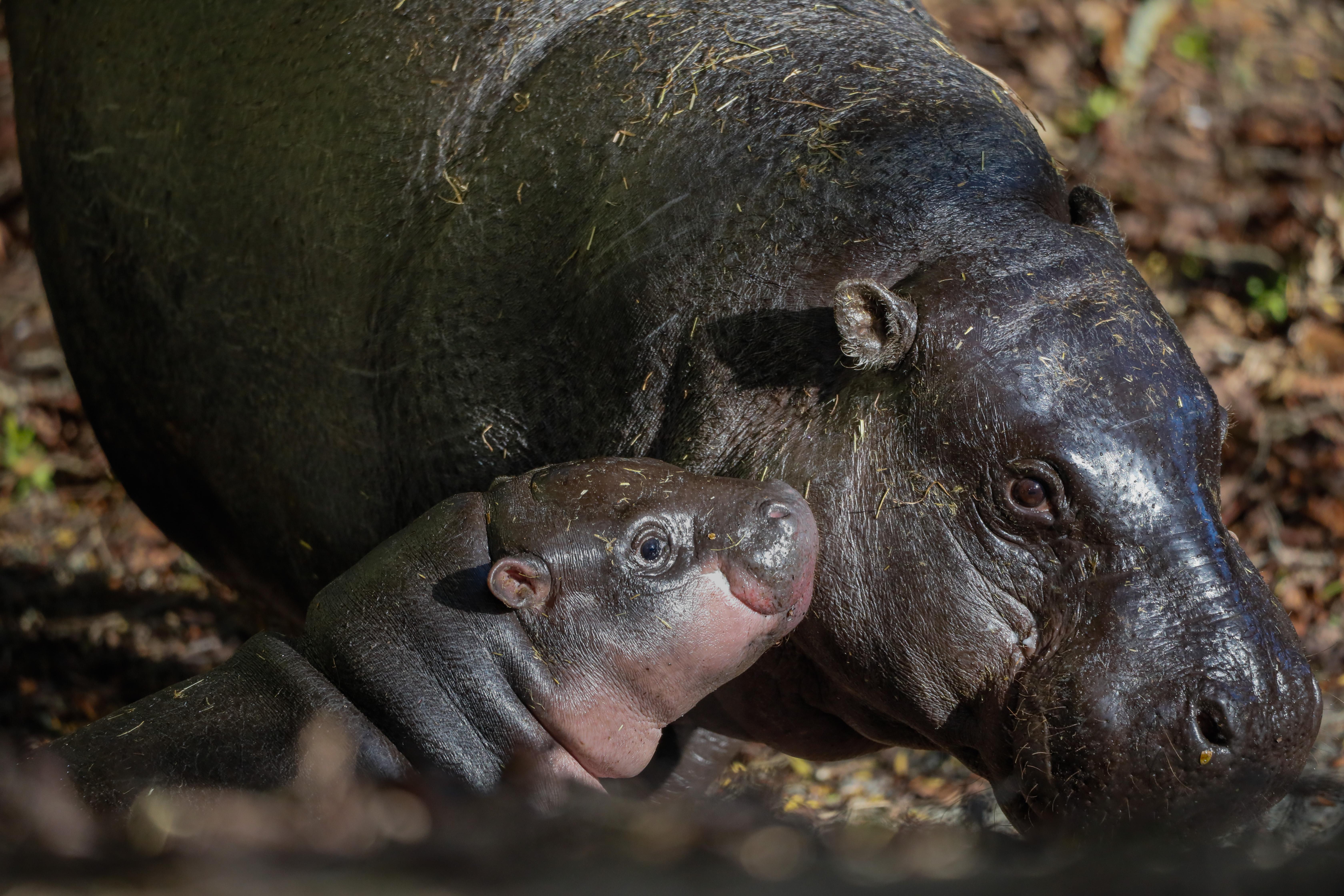 Edinburgh Zoo Entrance Ticket – Edinburgh, United Kingdom