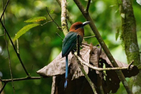 El Castillo: Morning Bird Watching in Essence Arenal – El Castillo, Costa Rica