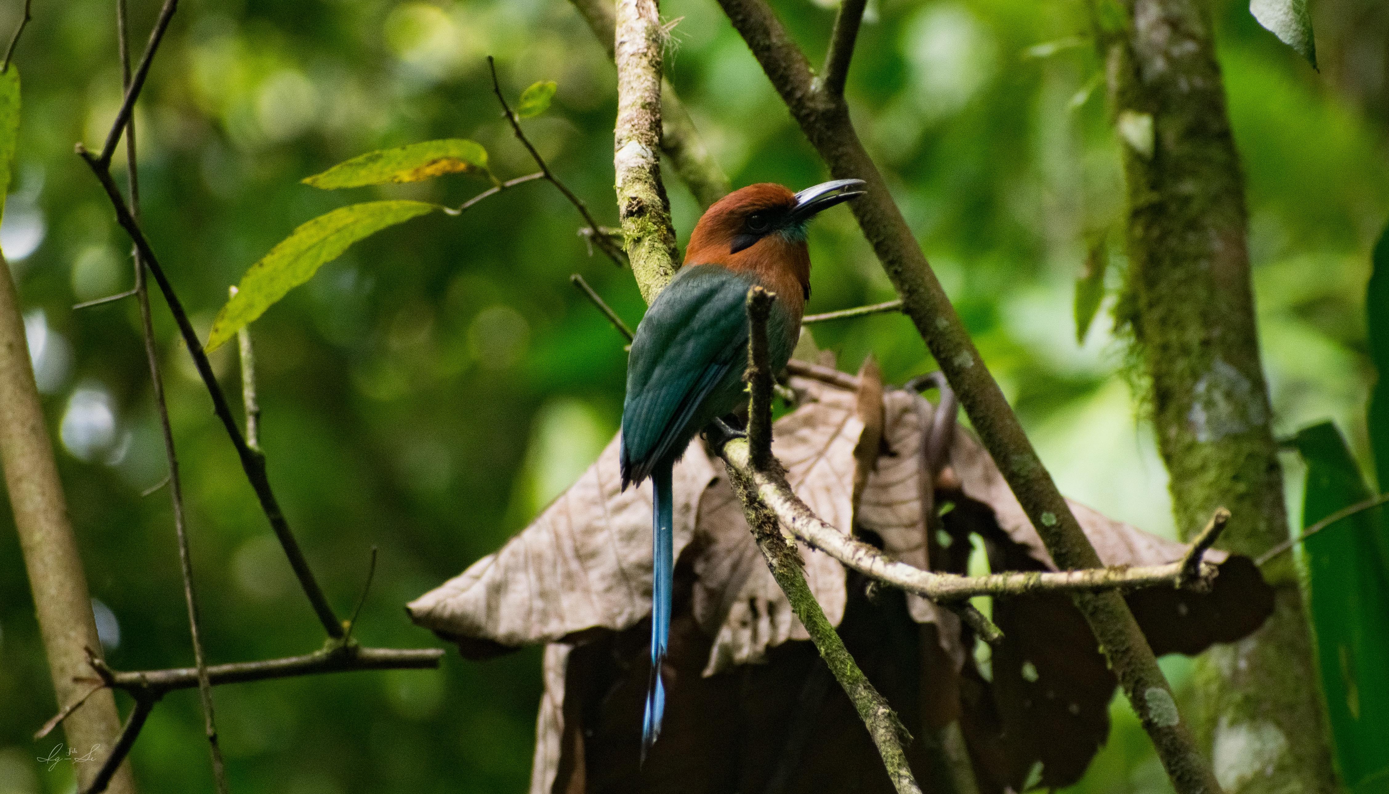 El Castillo: Morning Bird Watching in Essence Arenal – El Castillo, Costa Rica
