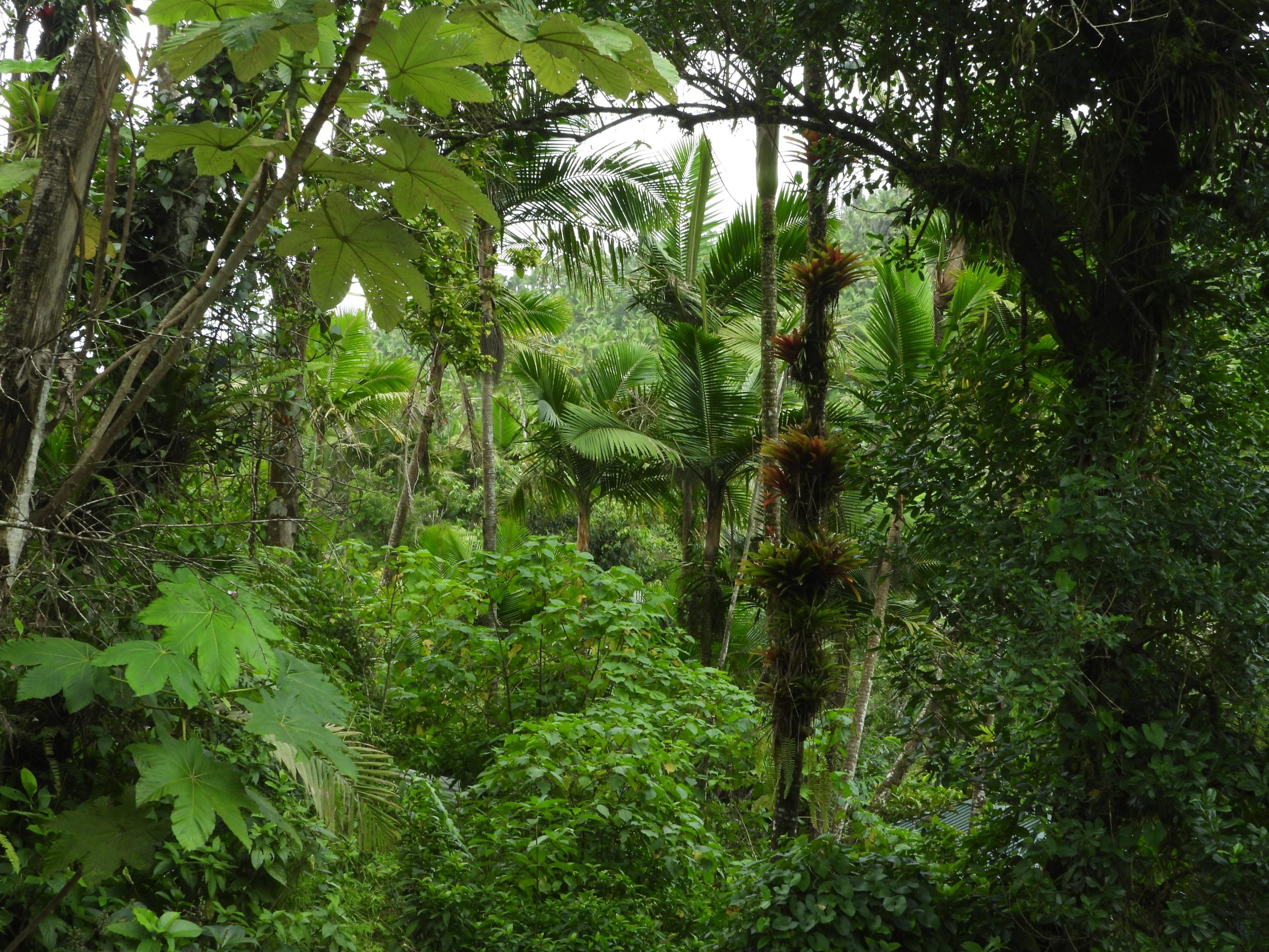 El Yunque National Rainforest: Nature Walk and Beach Trip – Río Grande, Puerto Rico