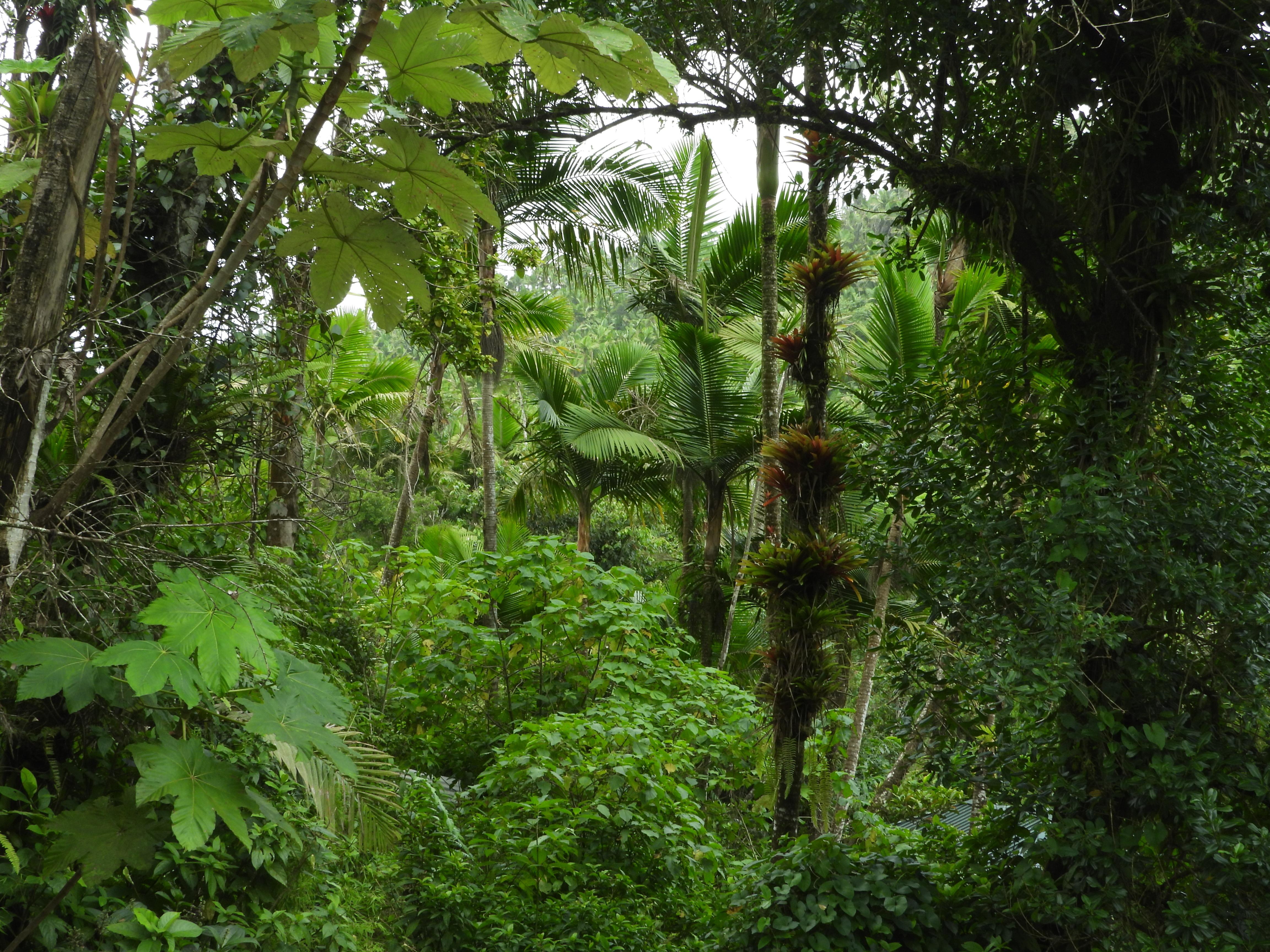 El Yunque National Rainforest: Nature Walk and Beach Trip – Río Grande, Puerto Rico, Puerto Rico