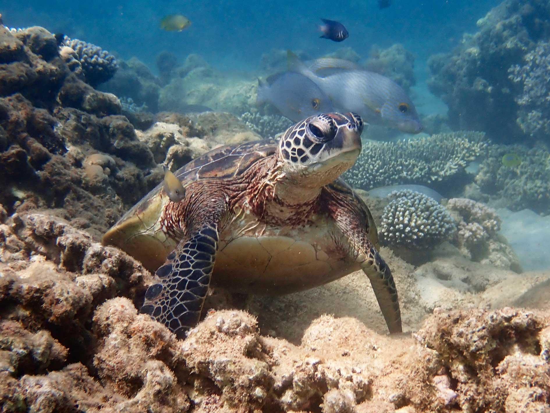 Exmouth: Half Day Turtle Kayak & Snorkel Tour – Coral Bay, Australia