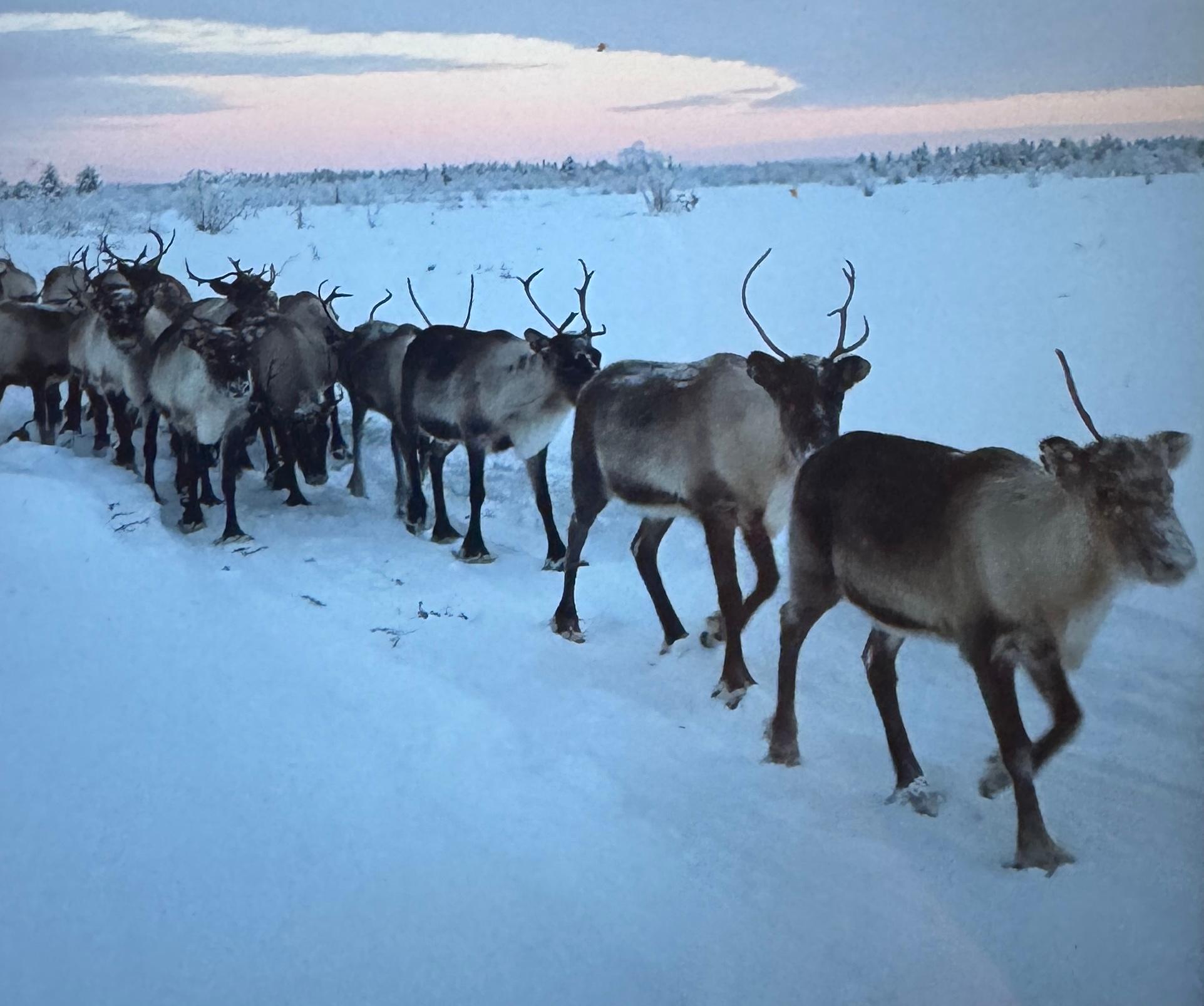 Experience a reindeer feeding tour in the wild – Kiruna, Sweden