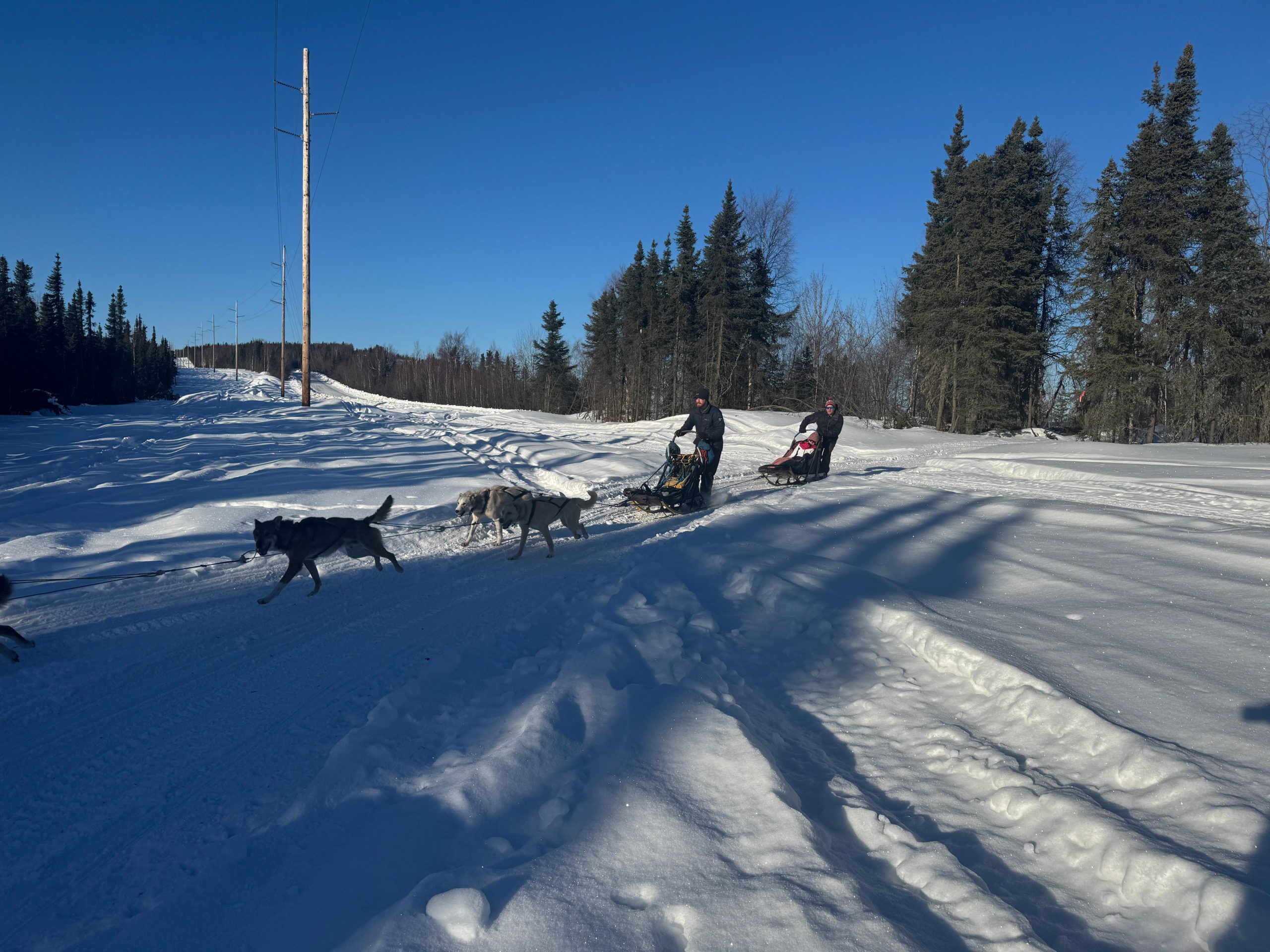 Fairbanks: 2-Hour Basic Dog Mushing School – Fairbanks, Alaska