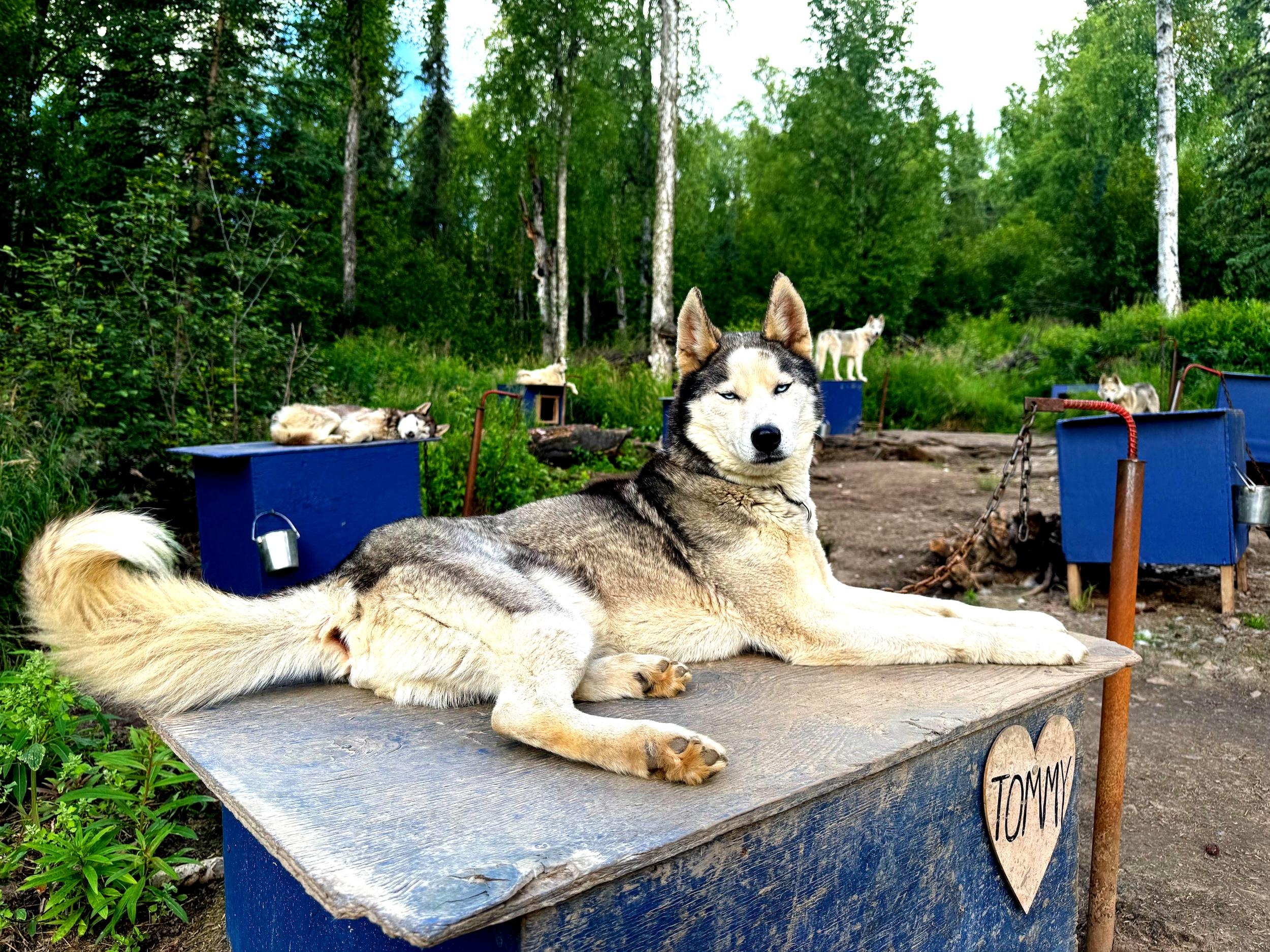 Fairbanks: Husky Hiking Tour – Fairbanks, Alaska