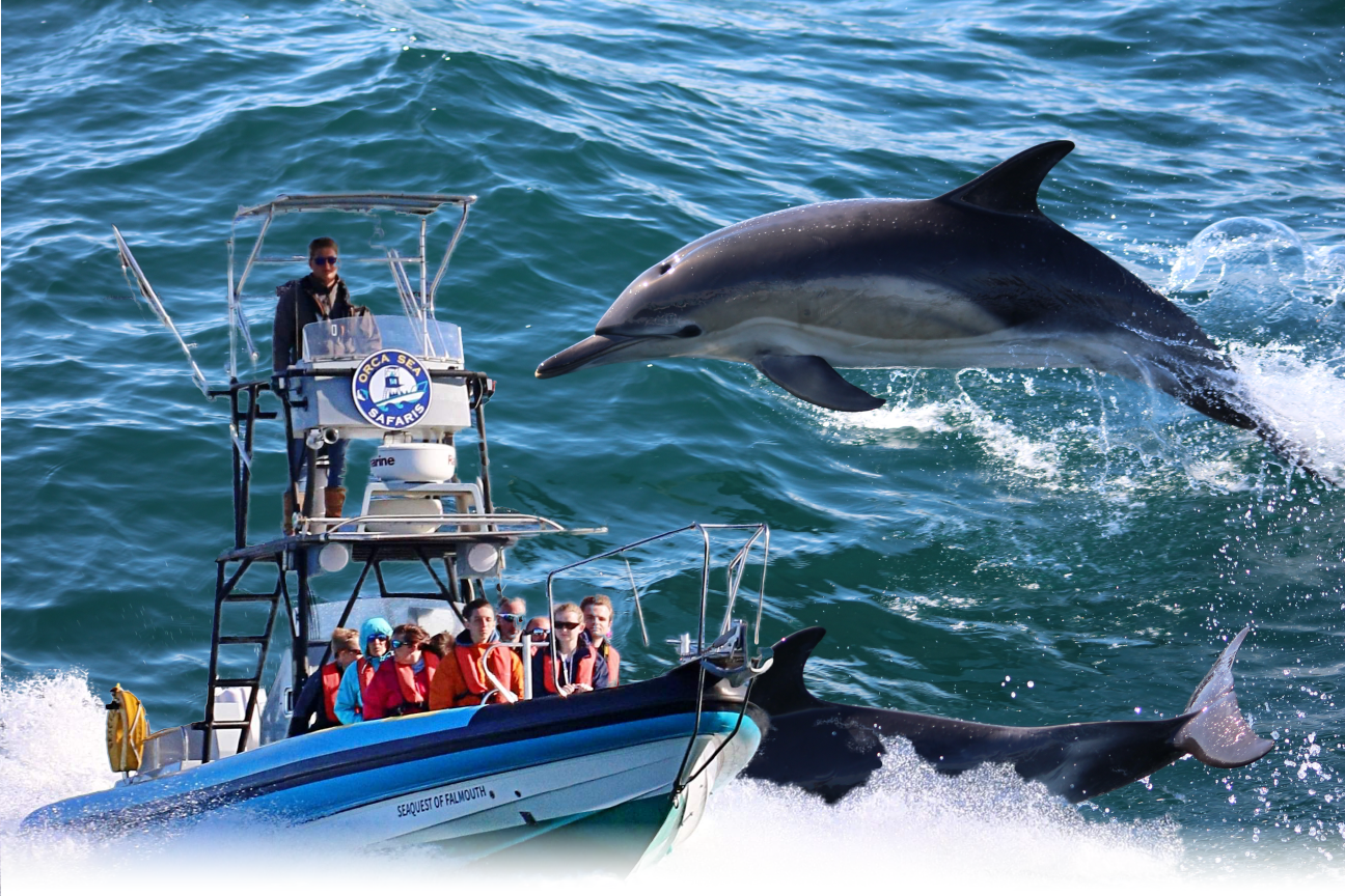 Falmouth: 2 Hour Wildlife Watching RIB Tour – Falmouth, United Kingdom