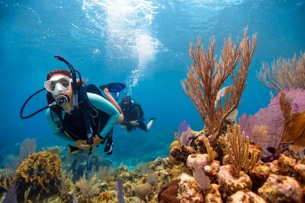 Flamingo & Tamarindo: Two Dives at Las Catalinas Islands – Tamarindo, Costa Rica