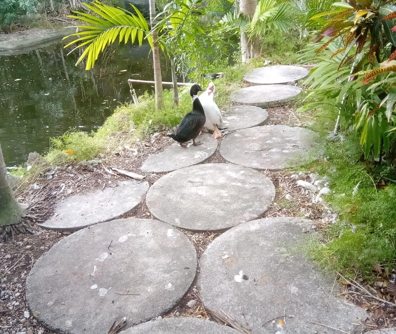 Freeport: Grand Bahama Culture, History & Local Flavors Tour – Lucayan National Park, Bahamas