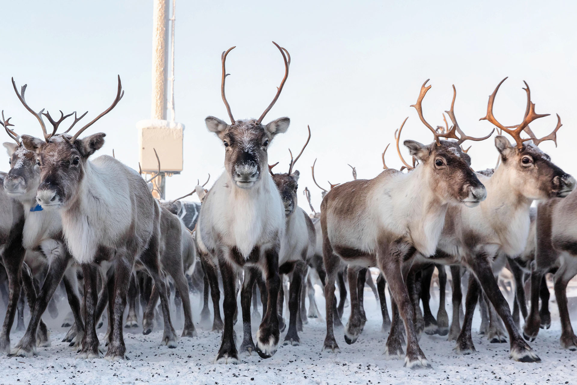 From Abisko/Björkliden: Visit the Sami & Reindeer in Kiruna – Kiruna, Sweden