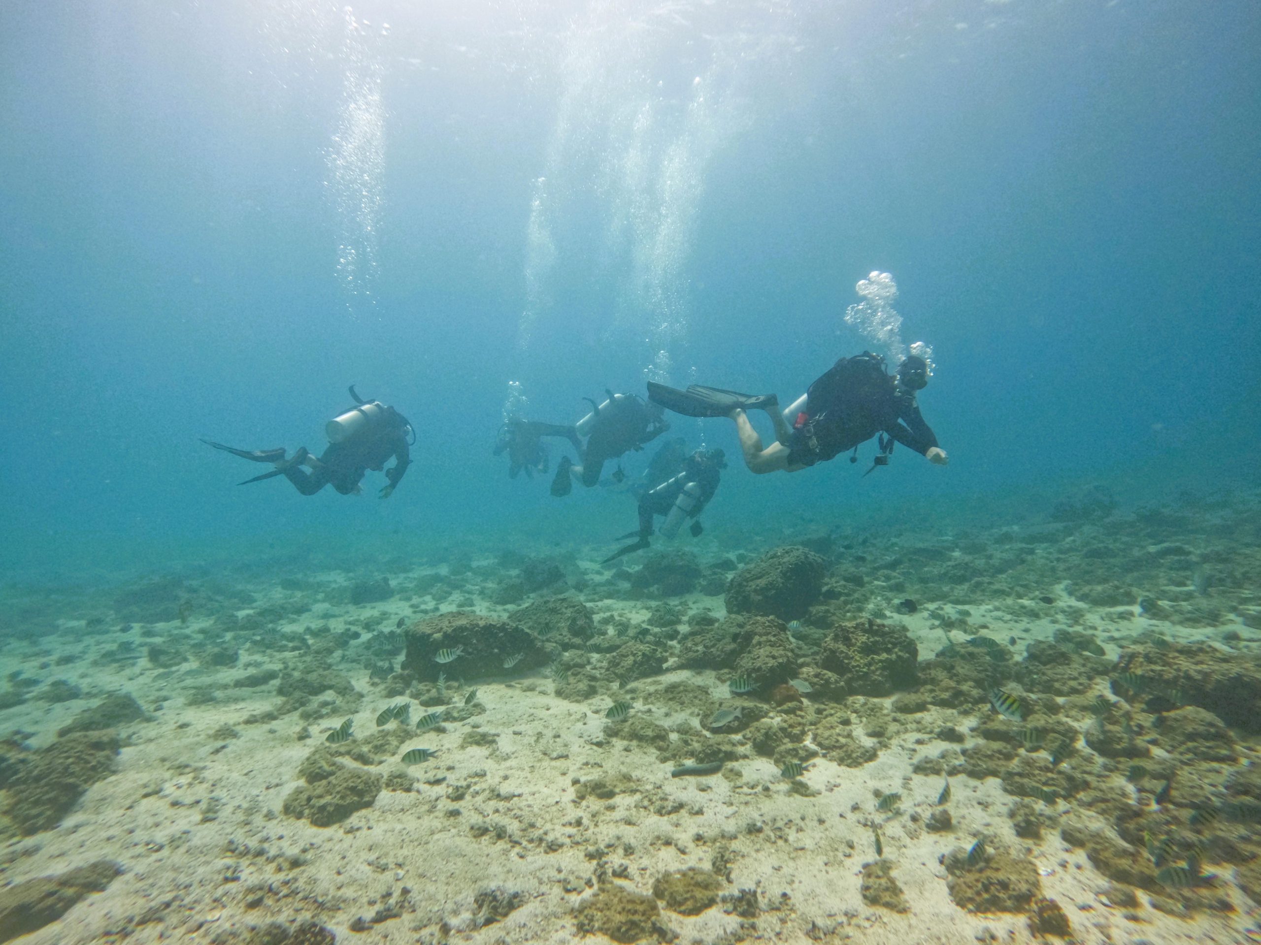 From Abu Dhabi: 2 Dives for Certified Divers with transfer – Reef Oasis Dive Club, United Arab Emirates