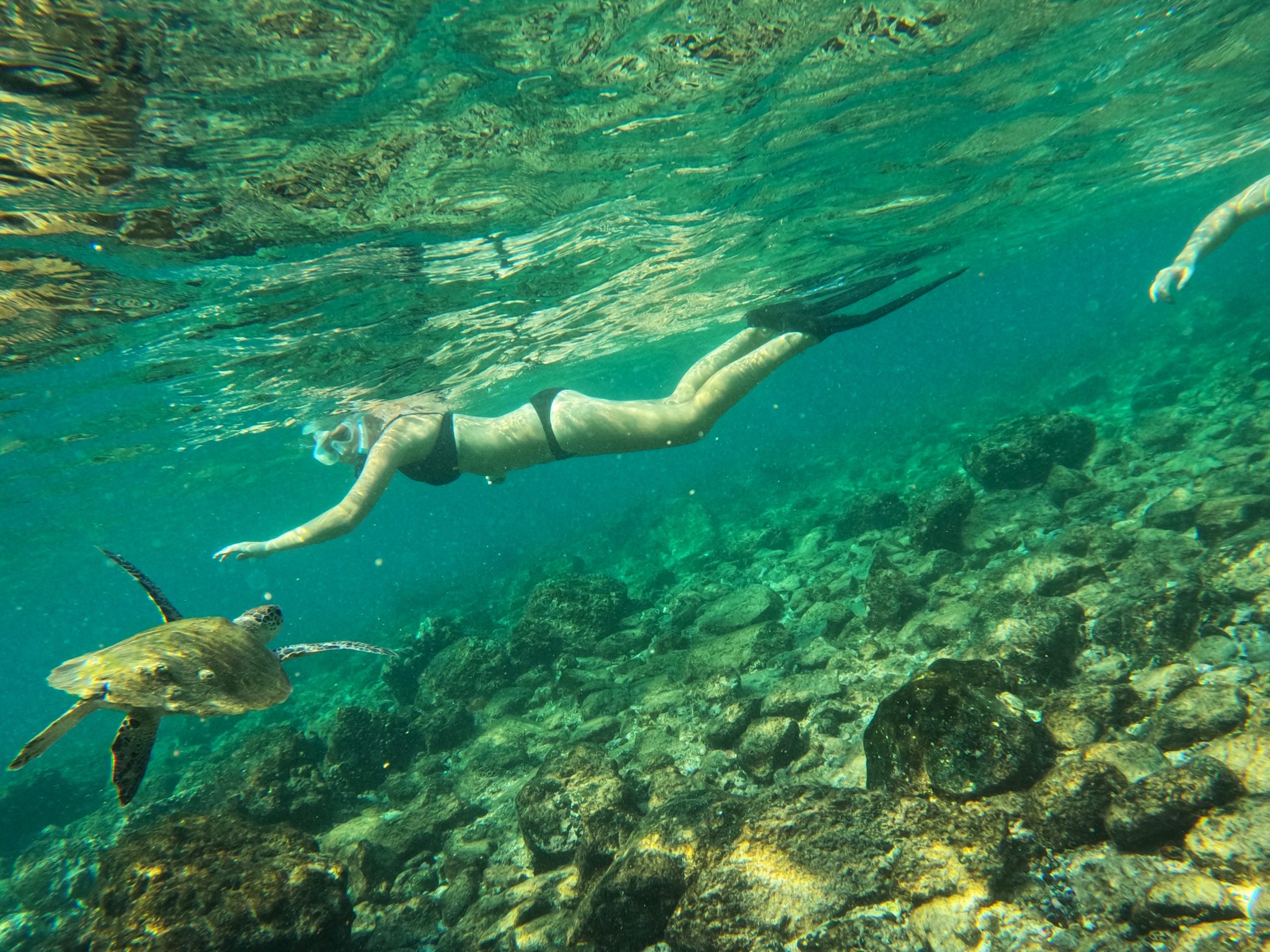 From Abu Dhabi: Snorkeling with Turtles in Fujairah with BBQ – Reef Oasis Dive Club, United Arab Emirates