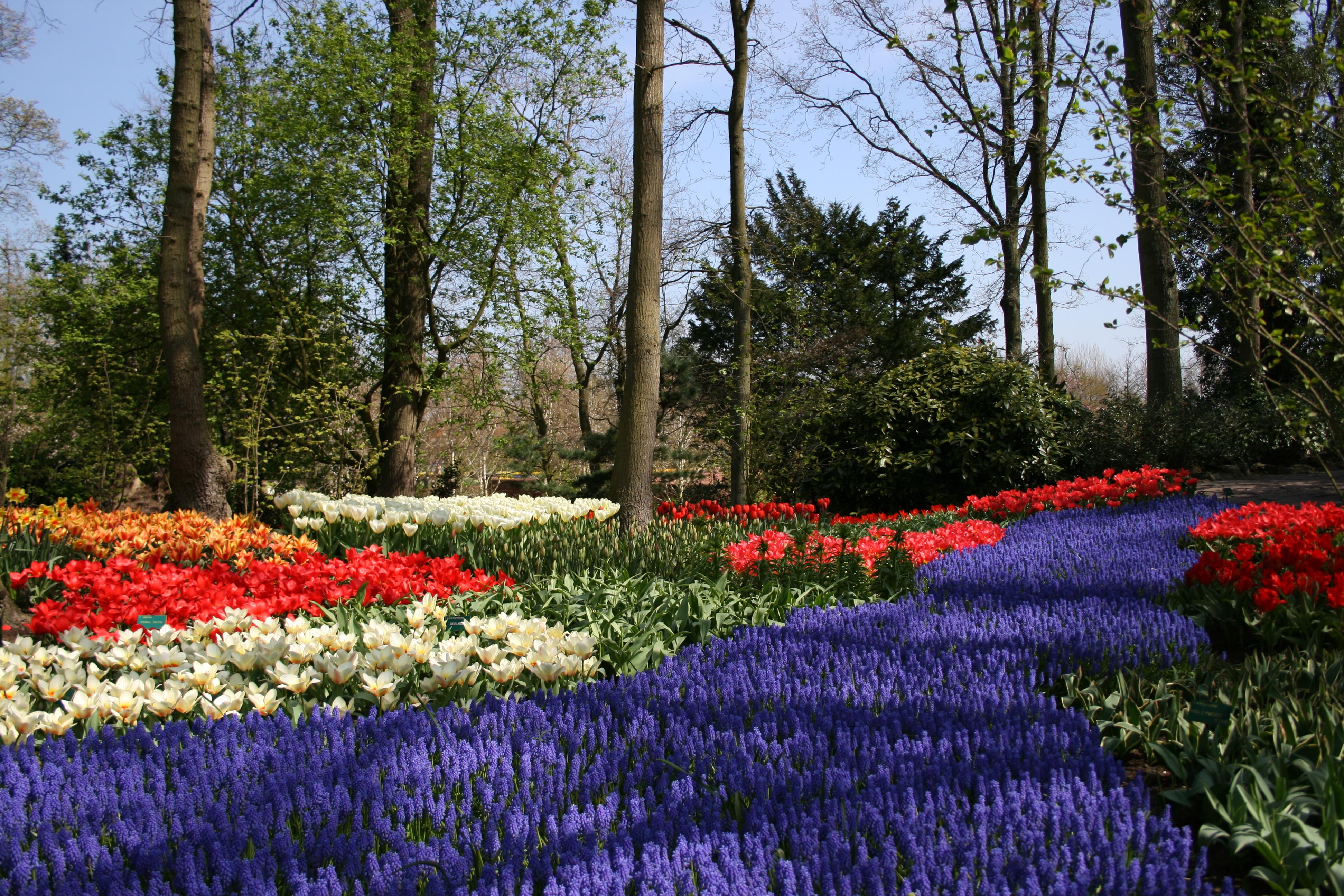 From Amsterdam: Keukenhof and Haarlem Full-Day Guided Tour – Lisse, Netherlands