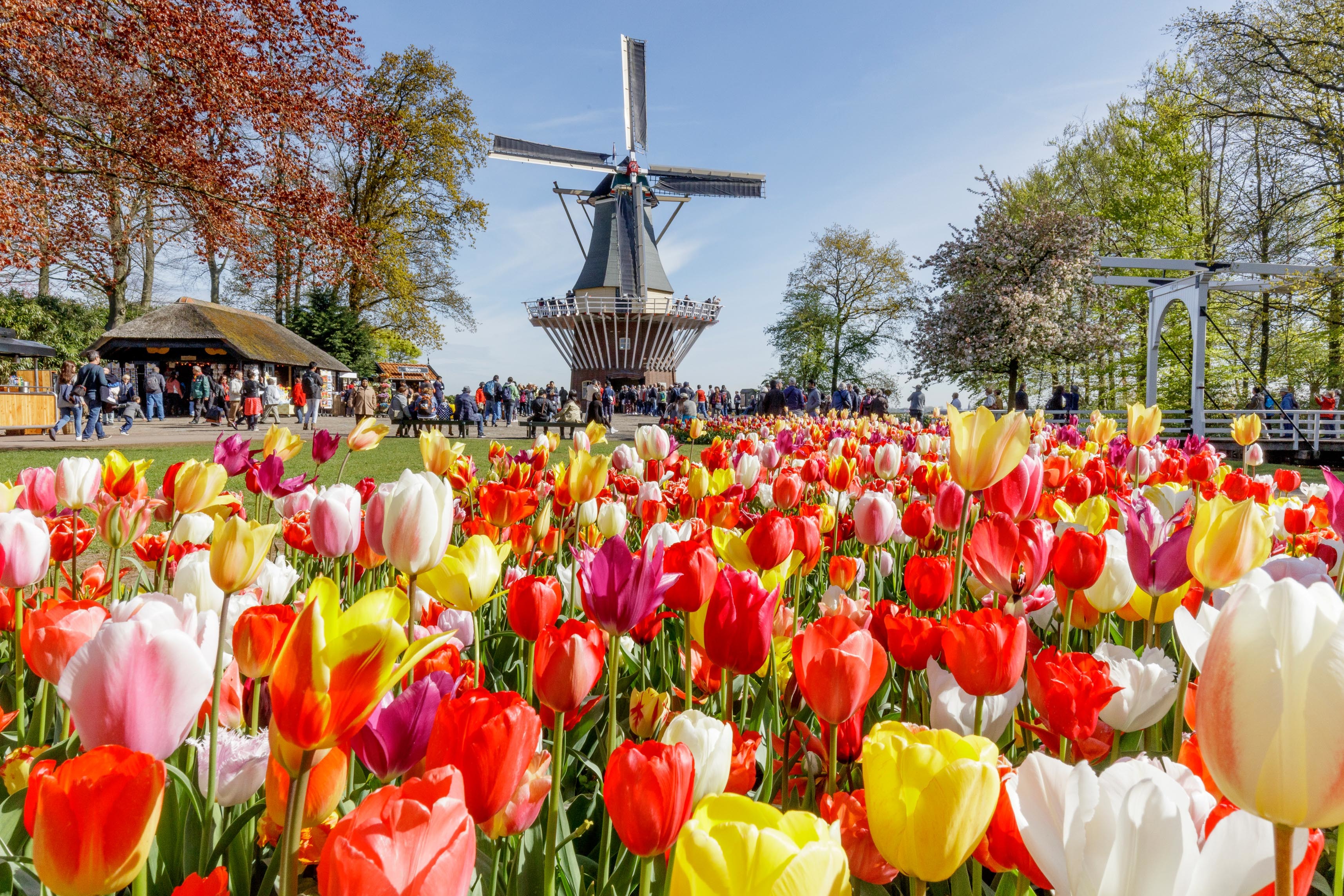 From Amsterdam: Keukenhof and Zaanse Schans Windmills Tour – Lisse, Netherlands