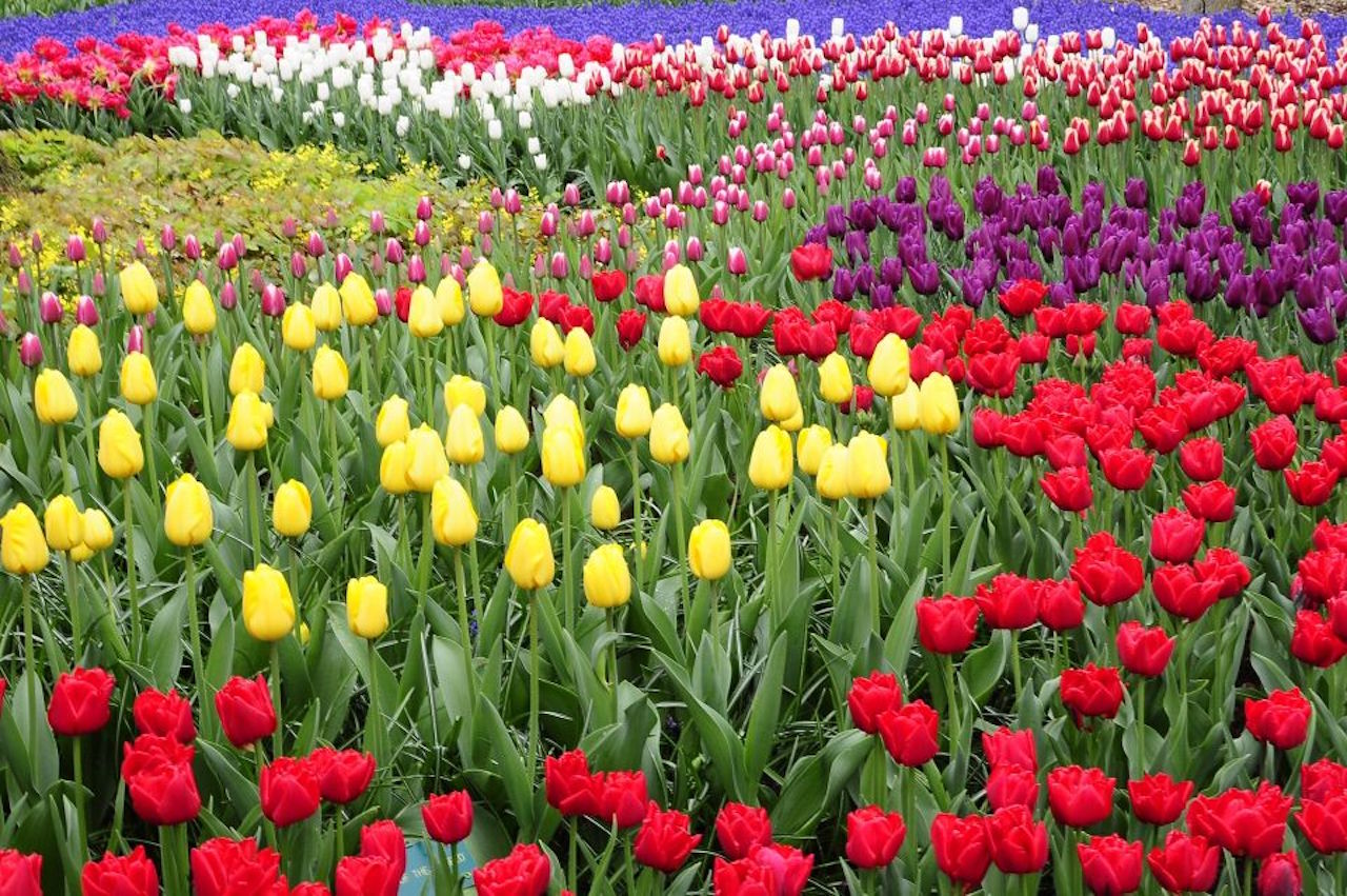 From Amsterdam: Private Keukenhof and Tulip Experience Tour – Lisse, Netherlands