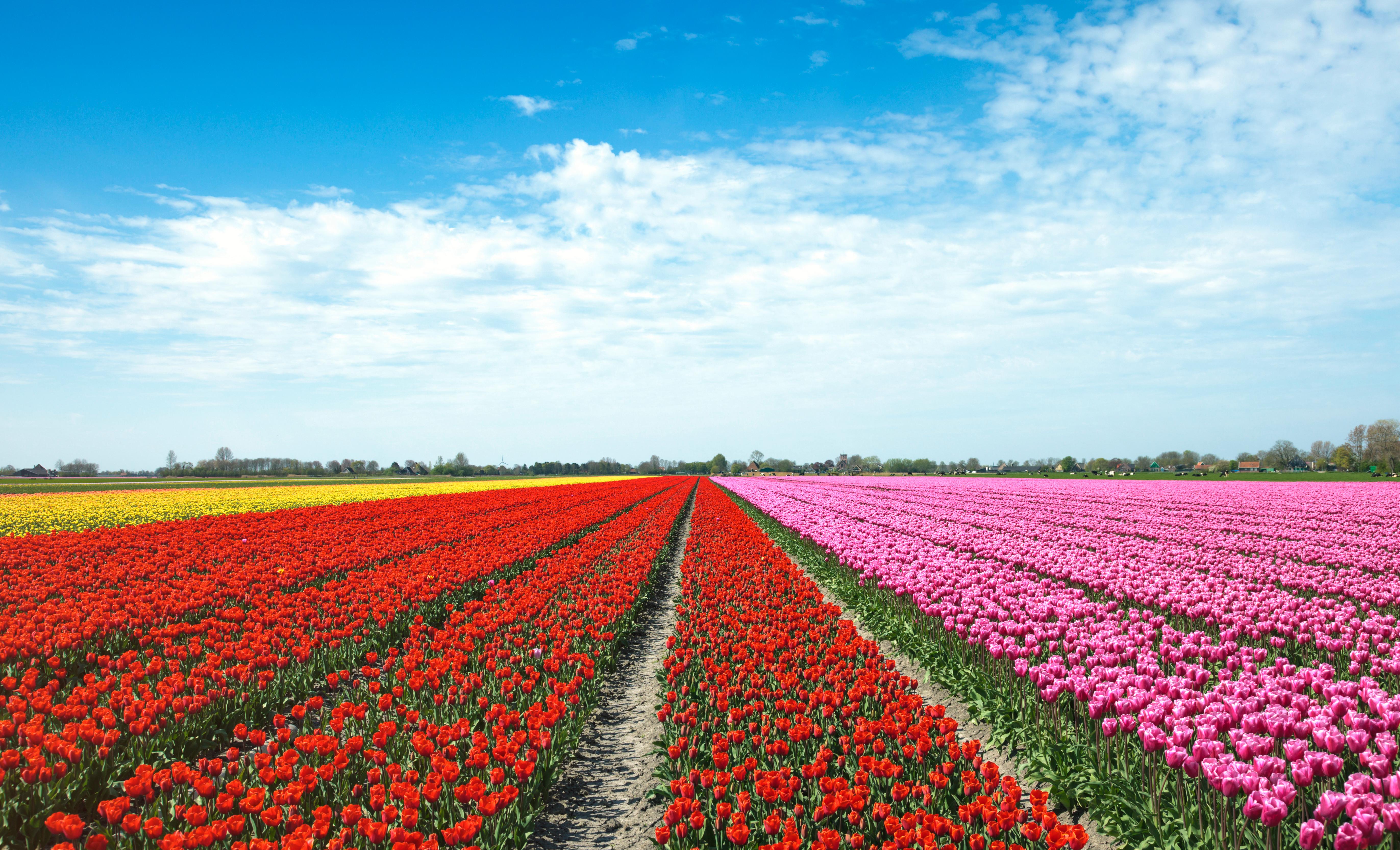 From Amsterdam: Tulip Fields of Holland Tour – Voorhout, Netherlands