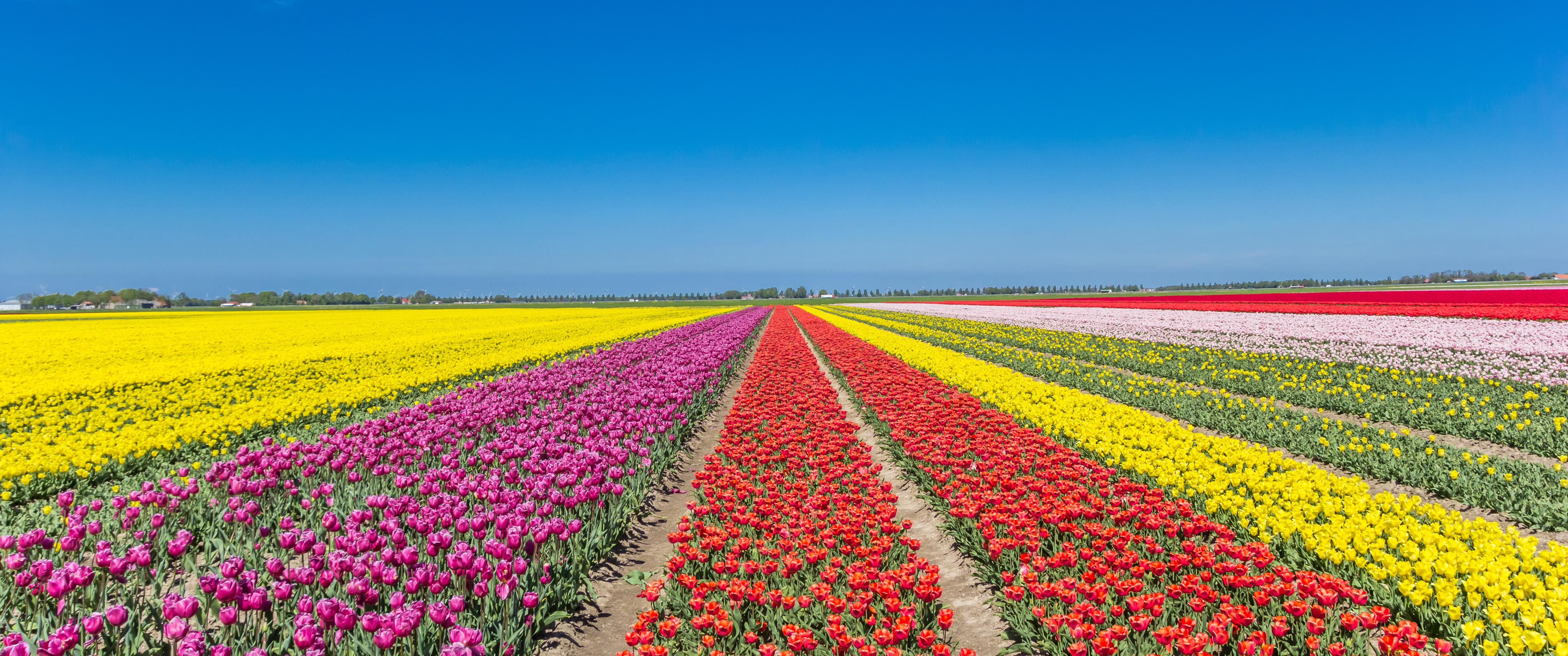 From Amsterdam: take the famous Tulip route tour – Lisse, Netherlands