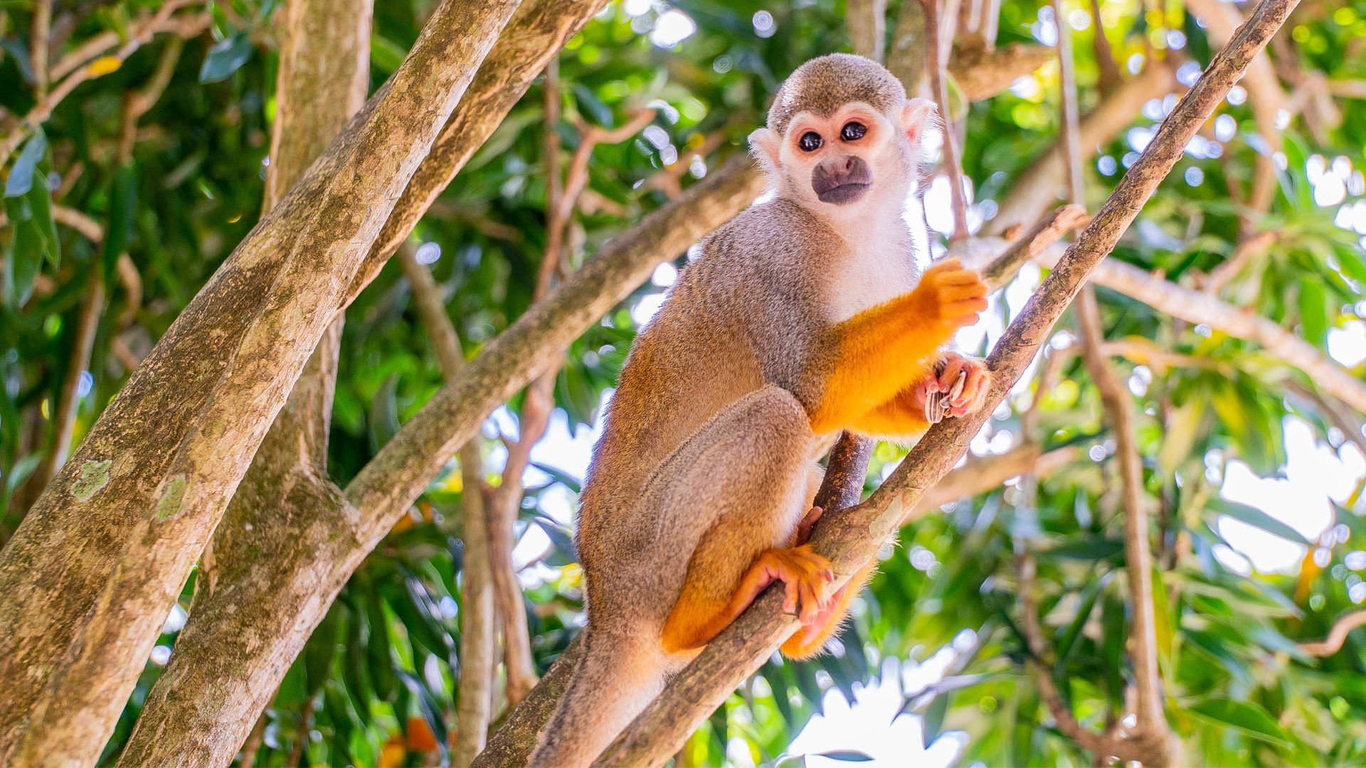 From Bayahibe: Half Day Monkeyland Safari – Higuey, Dominican Republic